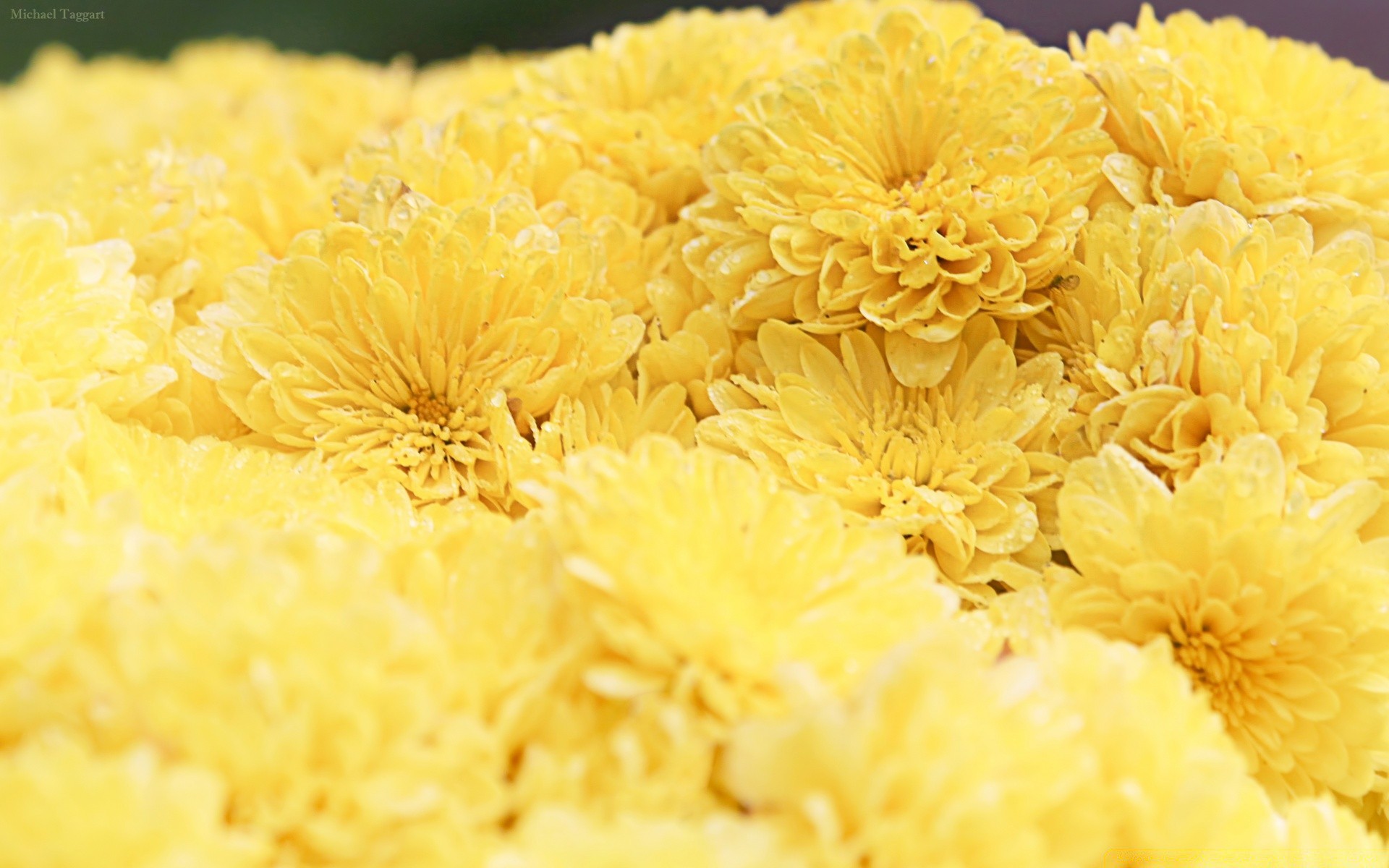 花 花 自然 特写 植物群 颜色 花卉 桌面 夏天 叶 明亮 美丽 花瓣