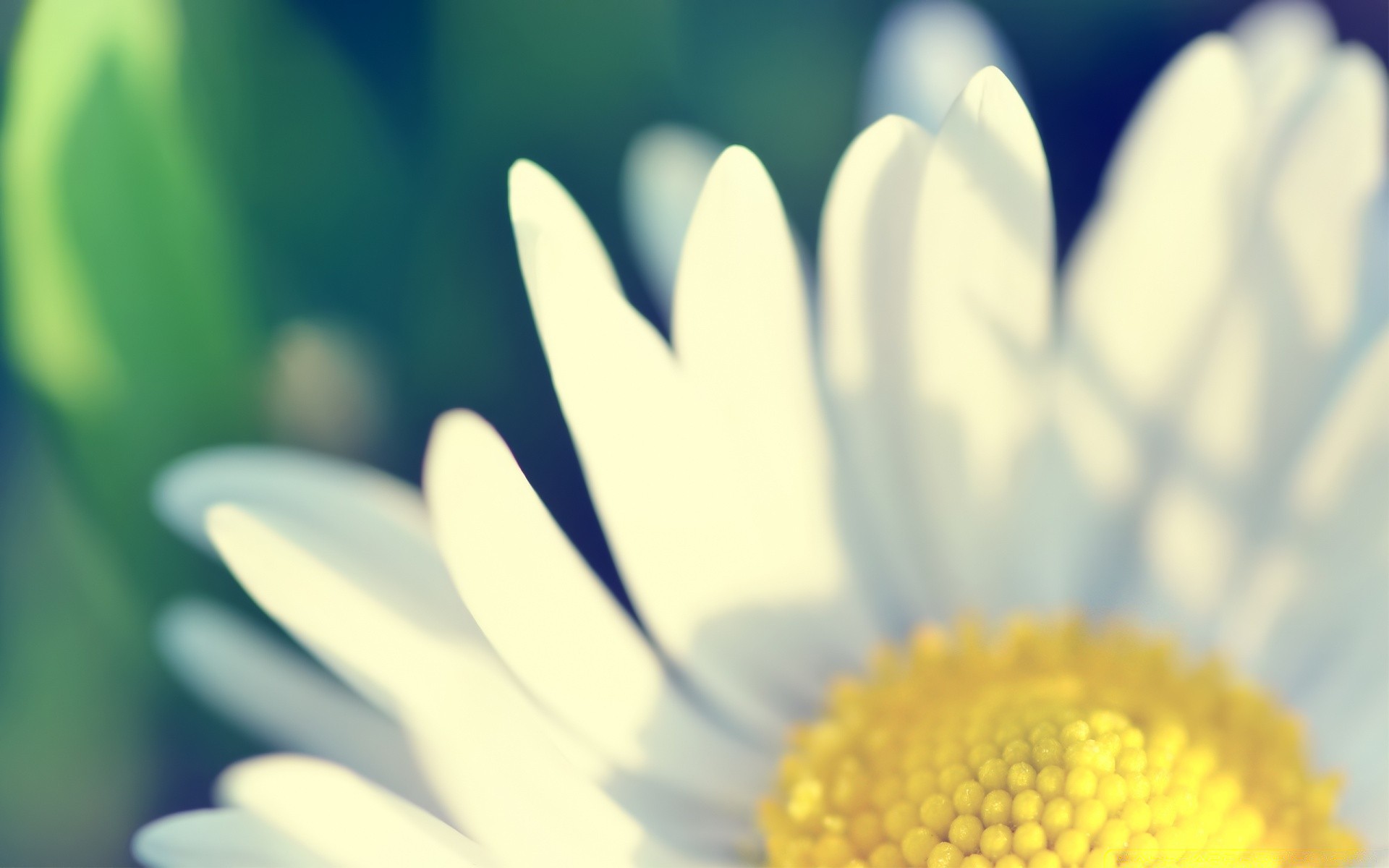 flowers nature flora flower summer chamomile close-up bright leaf color growth garden fair weather petal