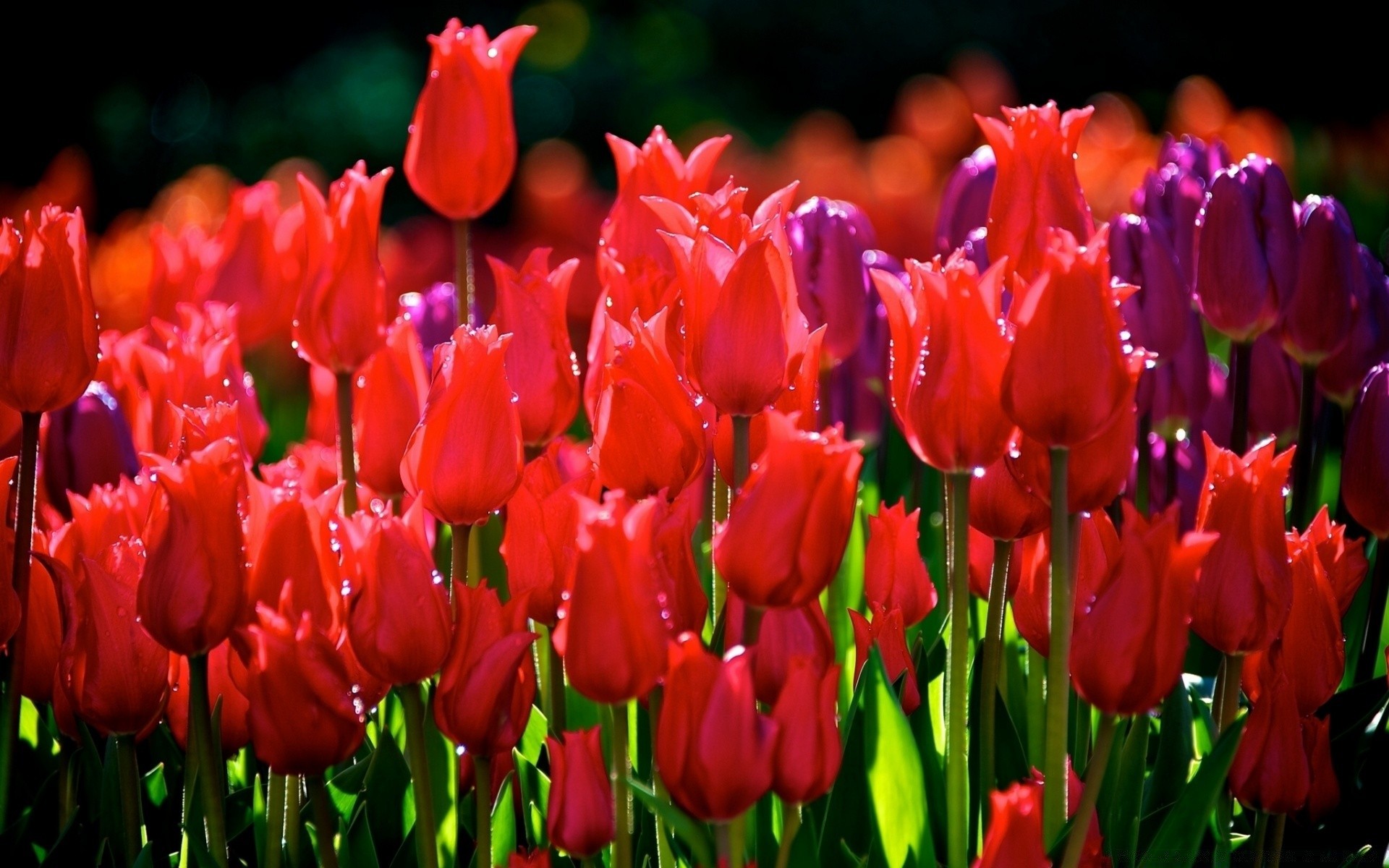 flores tulipán flor naturaleza jardín flora hoja floral pétalo pascua crecimiento bluming color brillante lámparas al aire libre verano parque estación