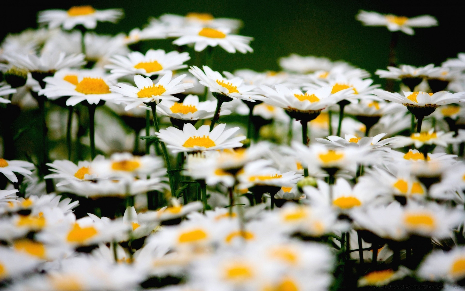 flowers nature flower summer chamomile flora garden leaf fair weather bright sun petal field blooming season growth grass floral hayfield sunny