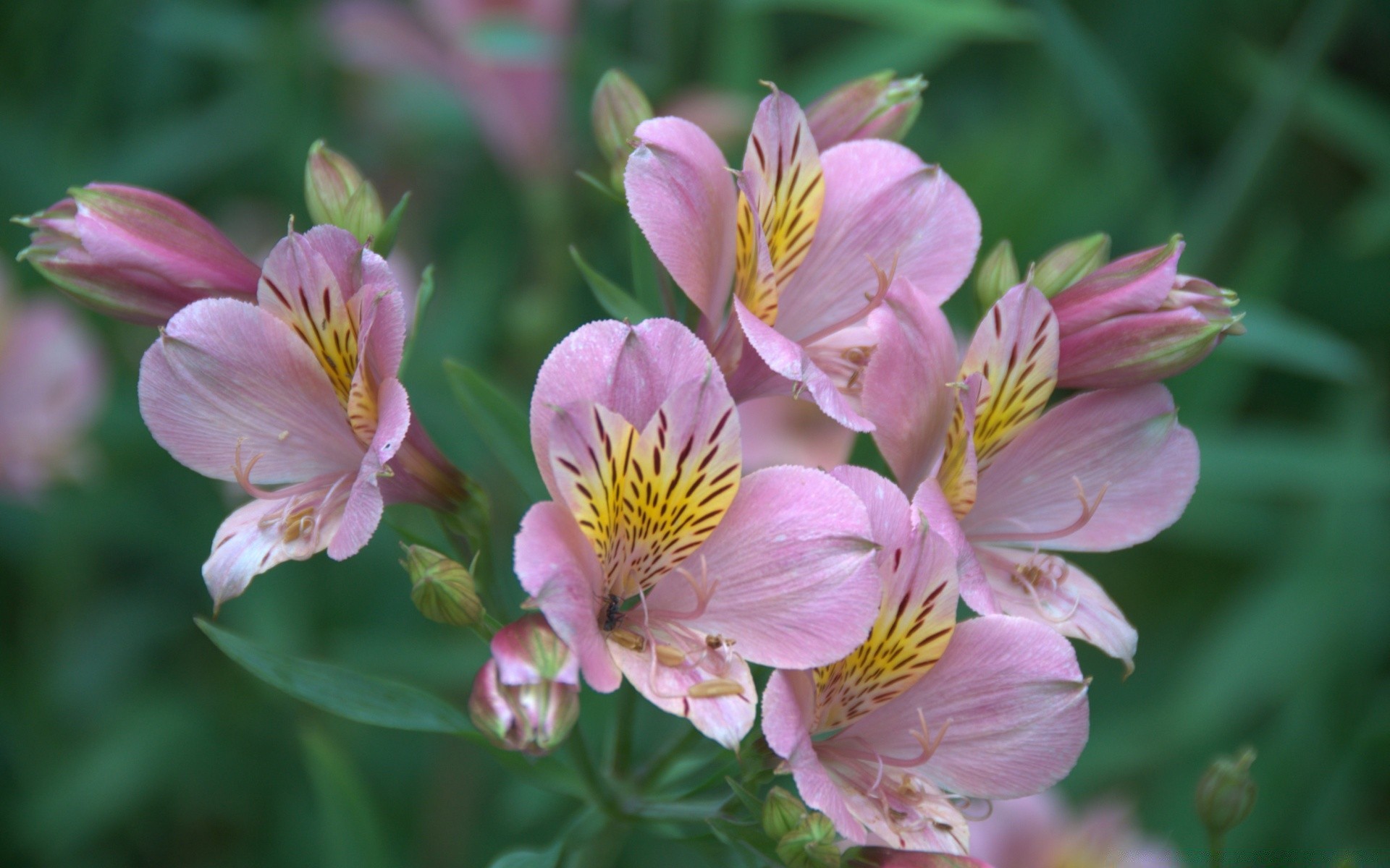 flowers flower nature flora garden petal blooming summer leaf floral outdoors color bright close-up season beautiful growth