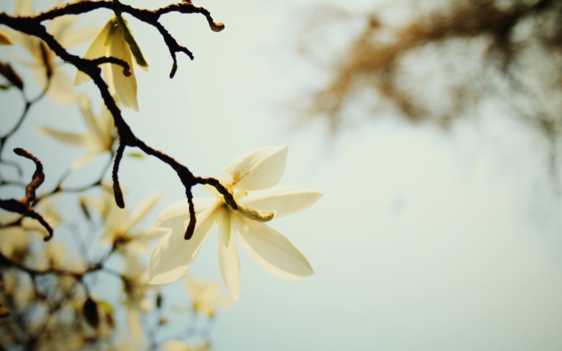 fiori fiore natura sfocatura albero foglia flora ramo crescita