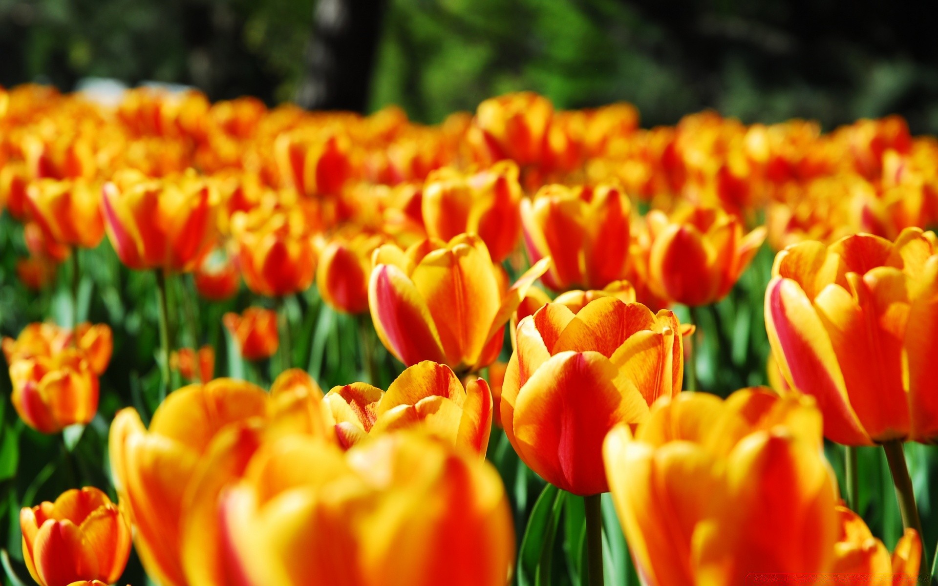 flowers tulip nature garden bright flora flower leaf summer color floral season easter growth fair weather vibrant bulb petal field bouquet