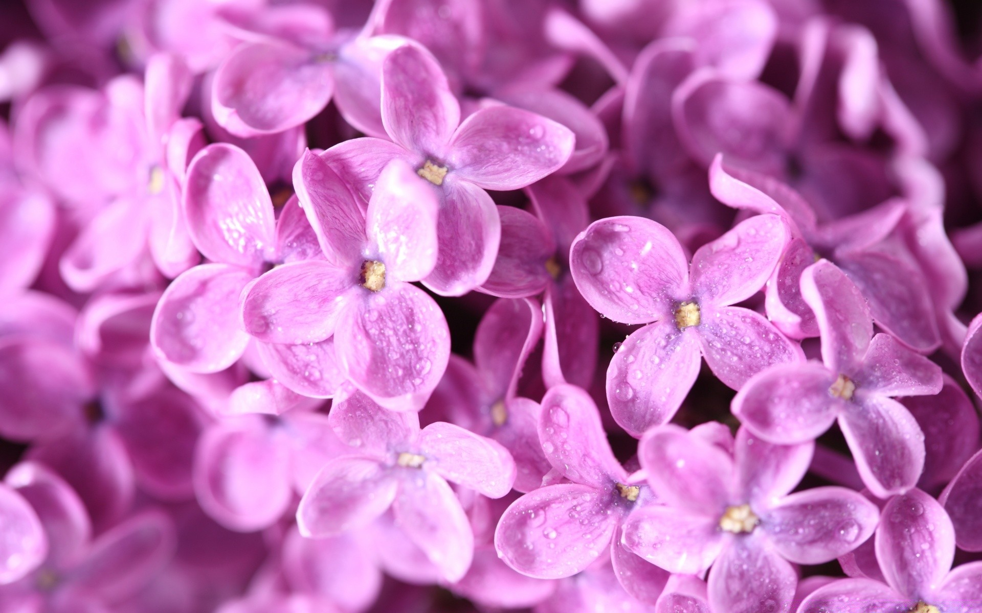 çiçekler çiçek doğa flora çiçek bahçe yakın çekim petal parlak renk güzel yaz dekorasyon büyüme çiçeklenme yaprak masaüstü lavanta