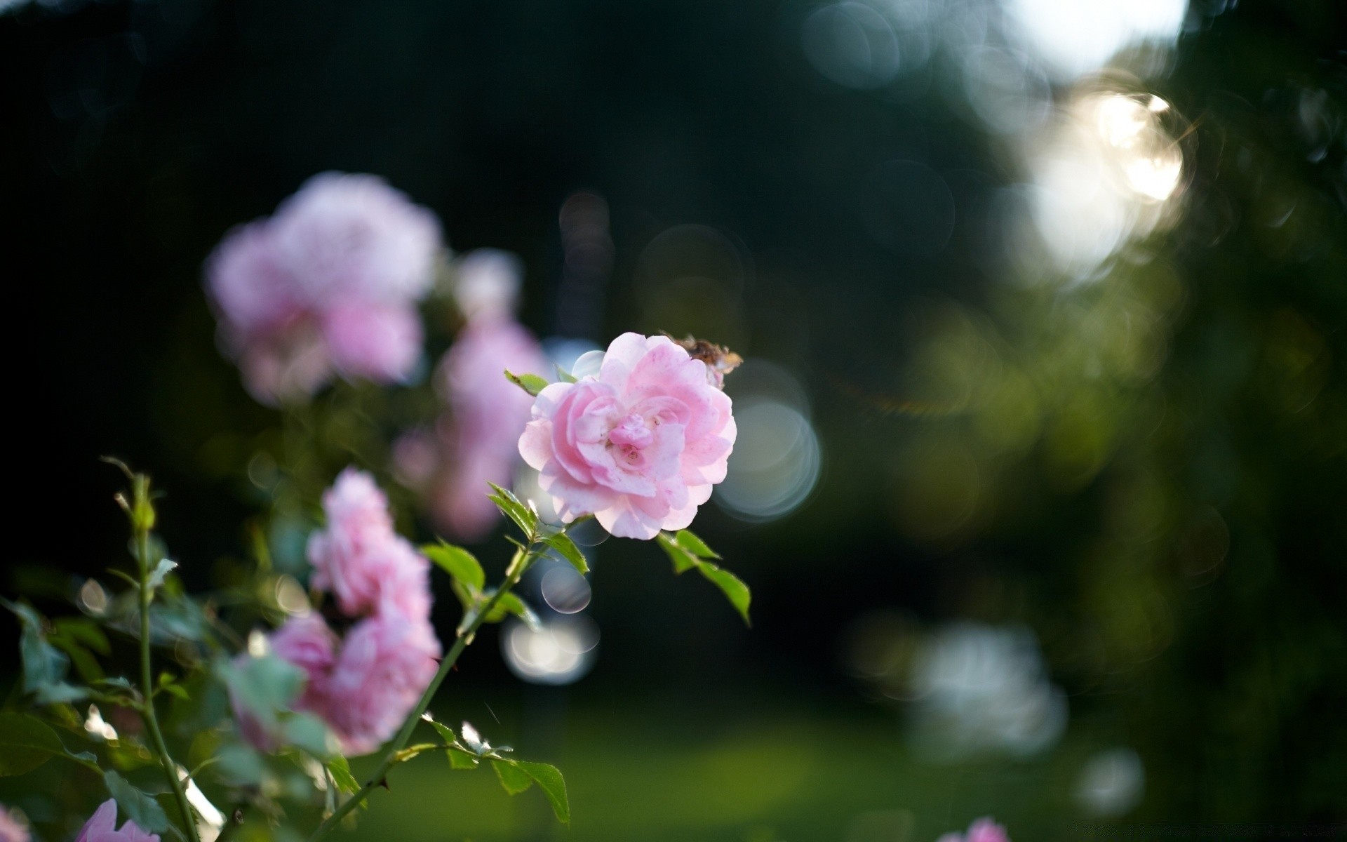 flowers flower nature leaf garden flora summer rose floral blooming tree color petal park outdoors bright growth branch close-up beautiful