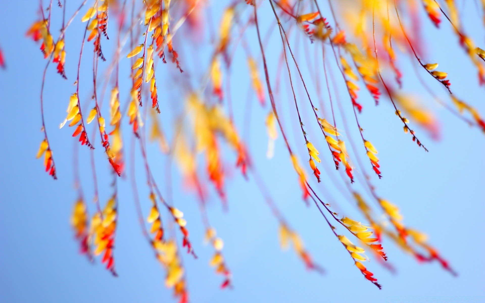 fleurs couleur nature lumineux flore feuille fleur arbre panaché décoration bureau saison flou automne art jardin