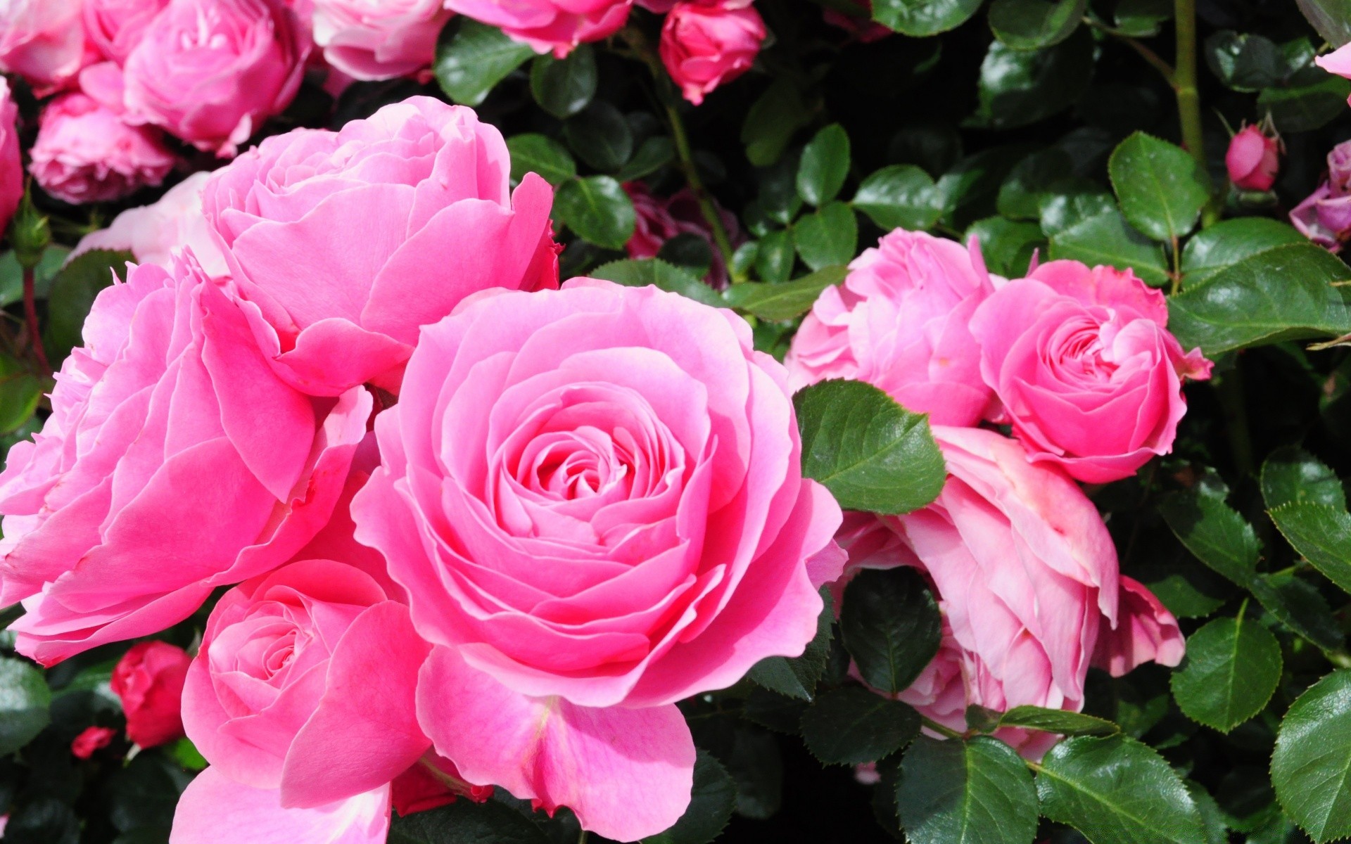 fleurs rose fleur flore pétale feuille bluming nature amour floral romance jardin bouquet couleur été botanique romantique