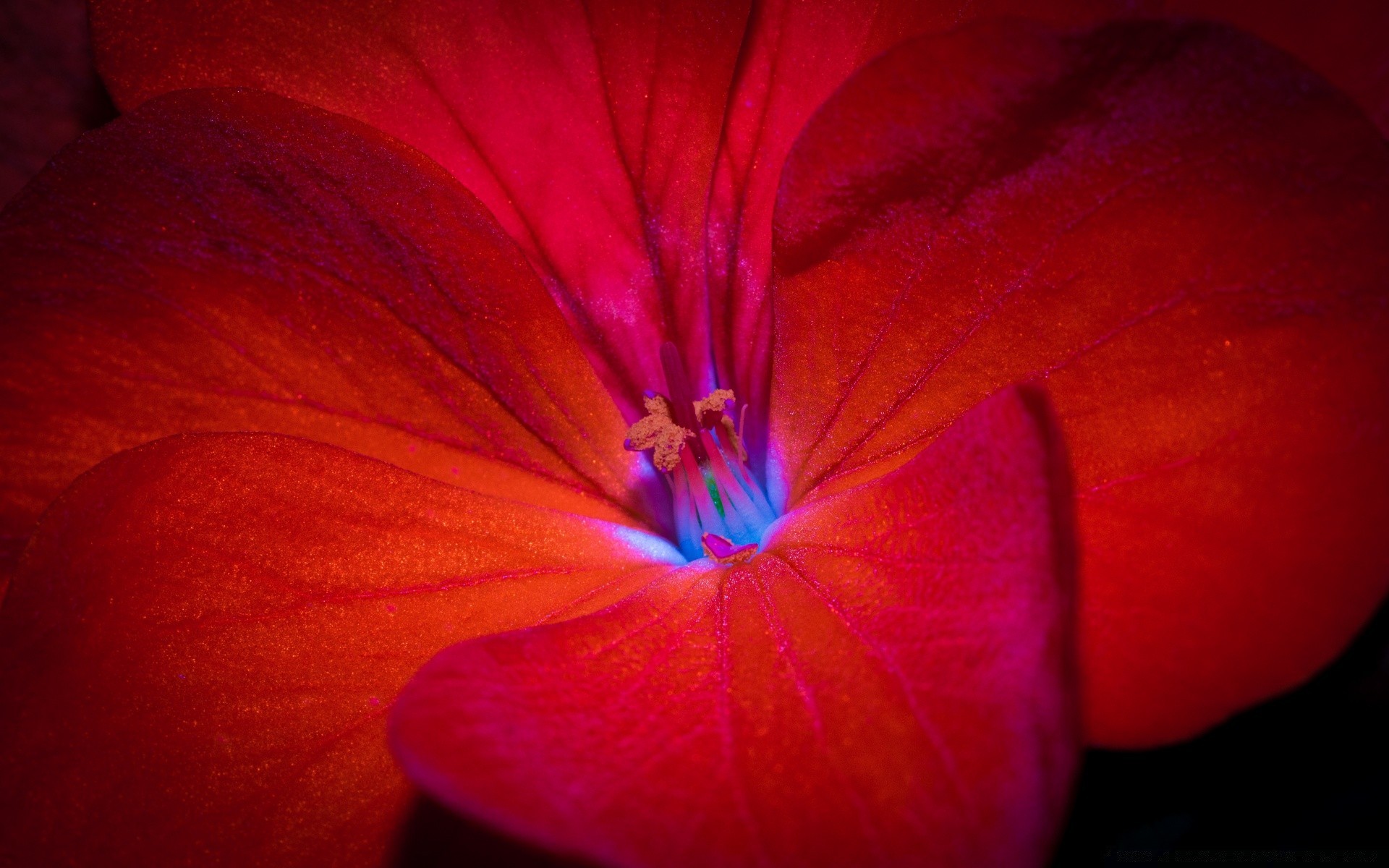 flowers flower nature color blur bright flora petal summer