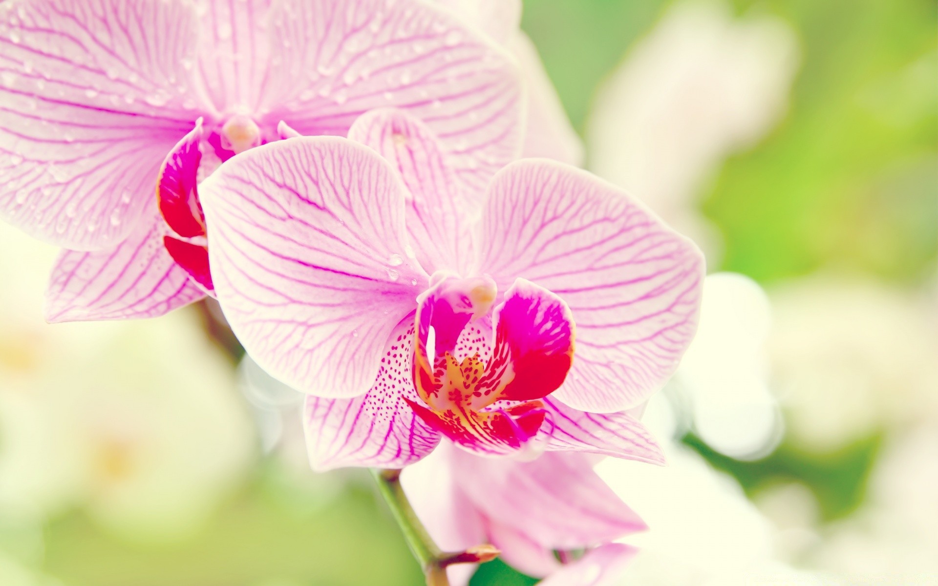 flowers nature tropical flower flora leaf exotic bright petal summer elegant floral orchids delicate garden blooming