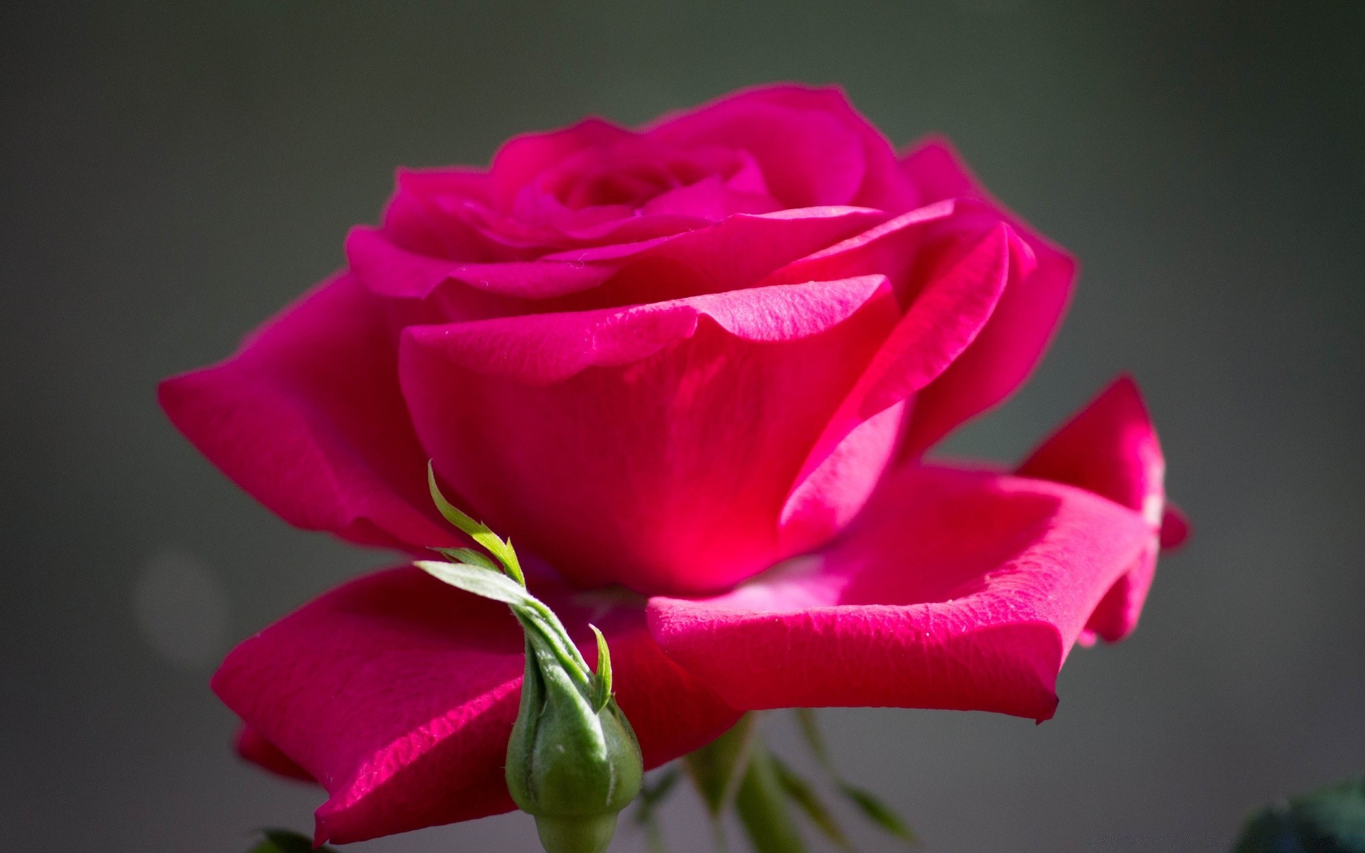 fiori fiore amore rosa romanticismo natura matrimonio foglia flora petalo