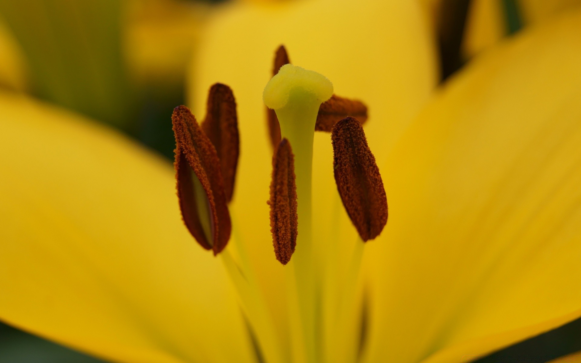 flowers flower nature blur tulip flora summer leaf insect petal