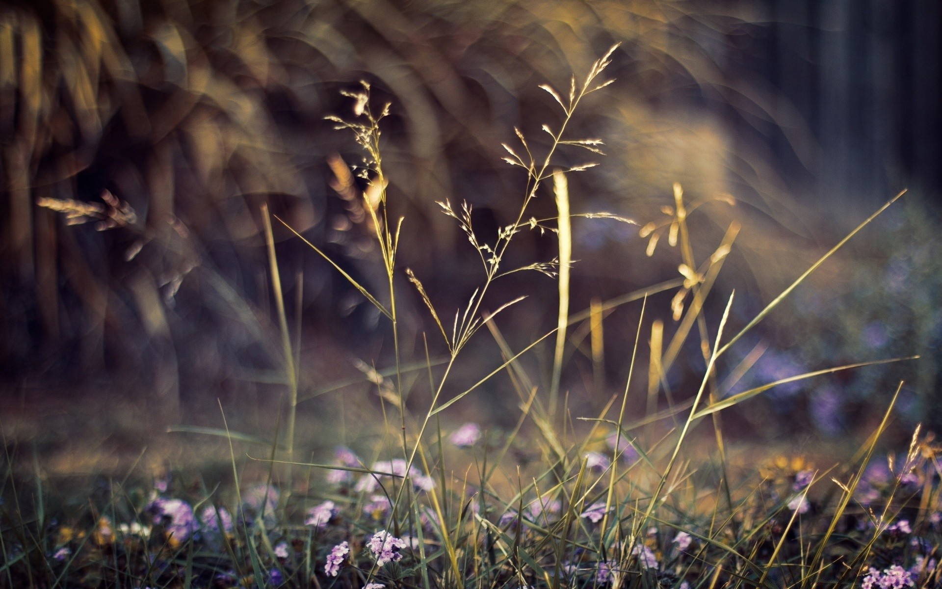 flowers dawn flower landscape grass sunset sun nature outdoors field dof light grassland color fair weather flora