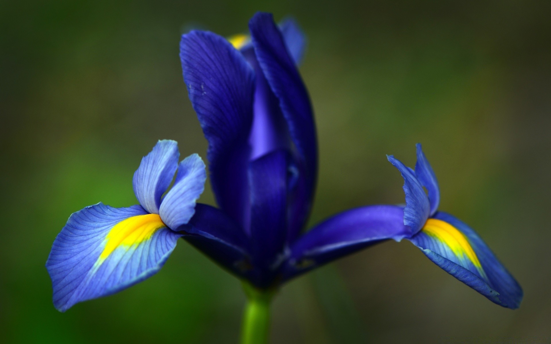 kwiaty kwiat natura na zewnątrz flora liść rozmycie lato płatek kolor