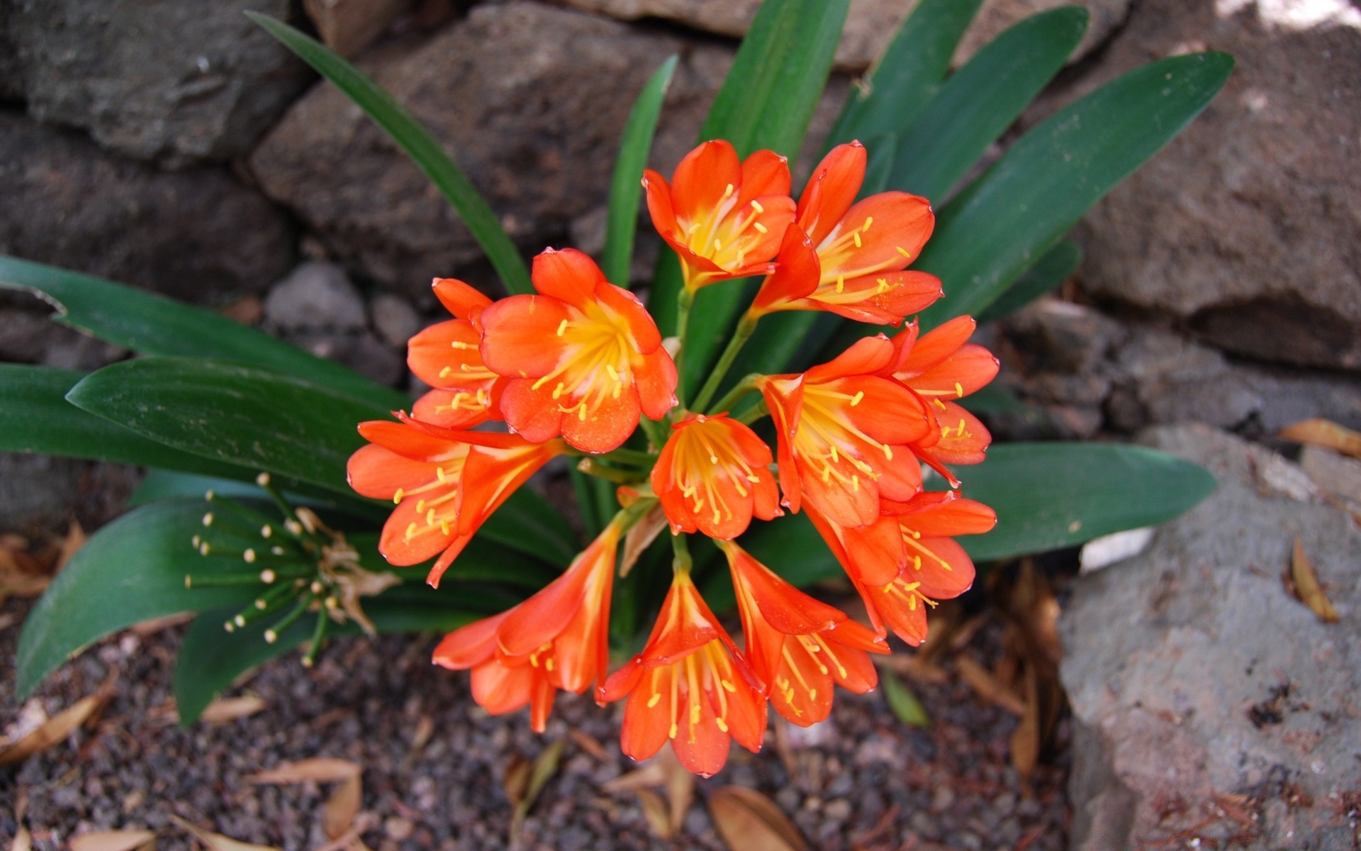 flowers nature flower flora garden leaf outdoors summer blooming petal season color bright floral park growth close-up