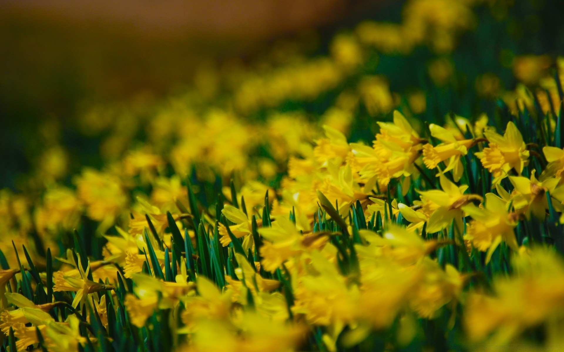 fiori natura fiore erba estate stagione foglia flora pasqua bel tempo campo luminoso crescita giardino fieno all aperto narciso sole colore sfocatura