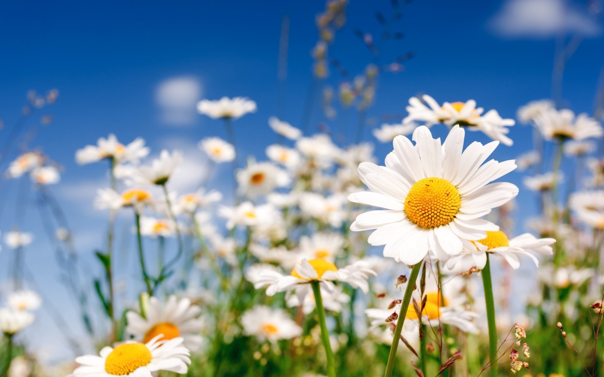 flowers chamomile nature summer flower field flora hayfield fair weather sun bright grass garden rural growth season petal leaf sunny floral