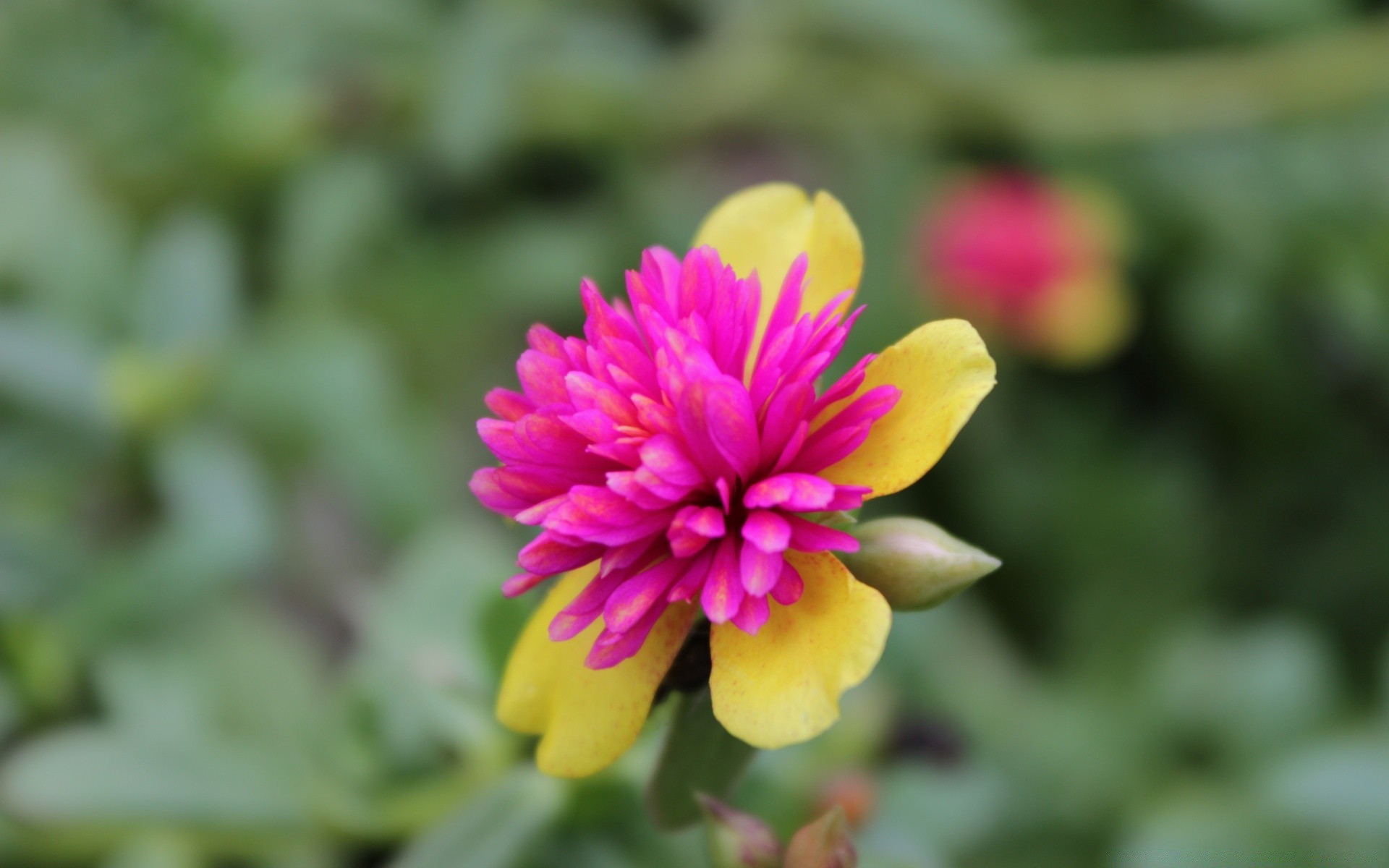 çiçekler doğa çiçek flora yaz bahçe yaprak büyüme petal çiçeklenme parlak renk çiçek açık havada güzel yakın çekim