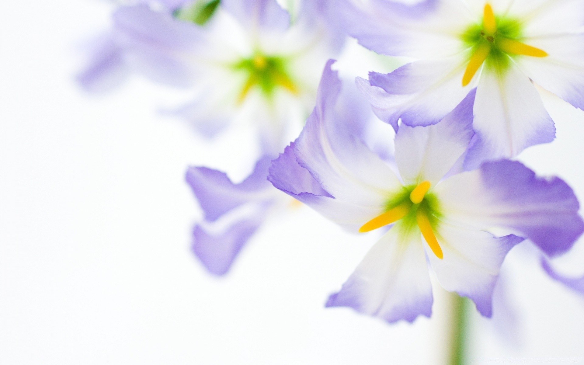 fleurs fleur nature flore floral bluming pétale couleur belle feuille jardin lumineux été gros plan croissance violet