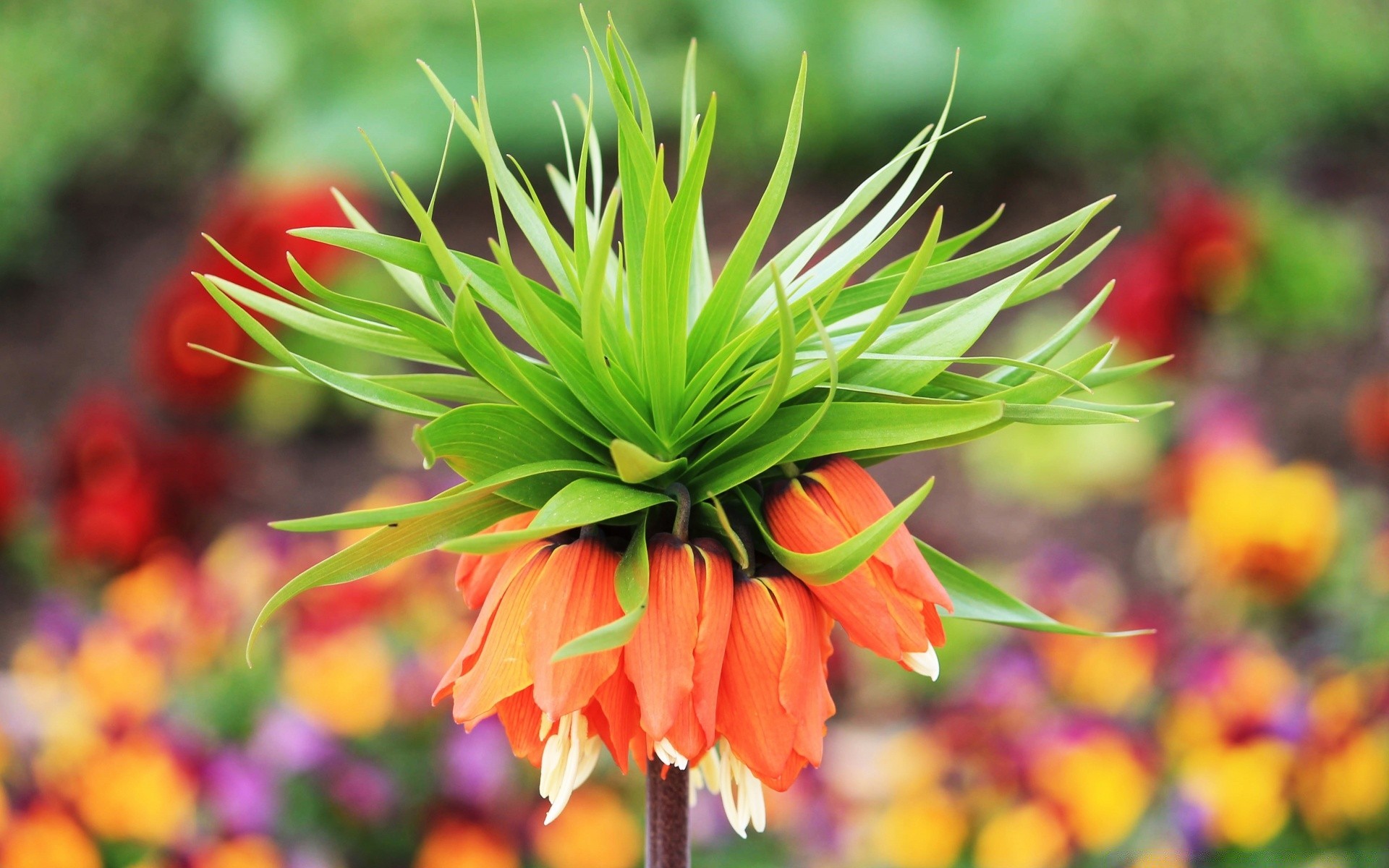 blumen natur blume flora blatt garten sommer farbe tropisch hell wachstum im freien