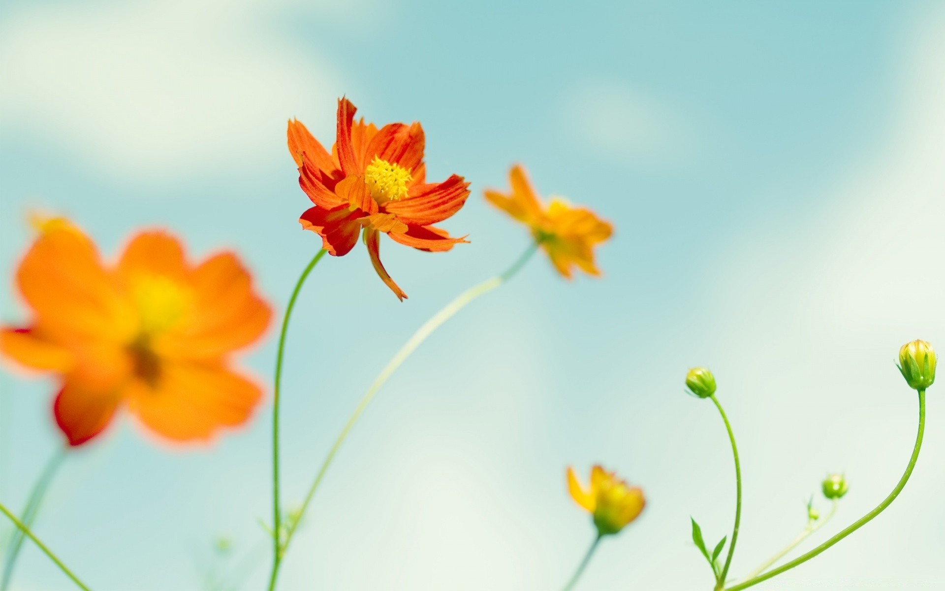 blumen blume natur sommer flora blatt wachstum hell garten farbe blumen blühen gutes wetter schließen blütenblatt schön unschärfe schale saison