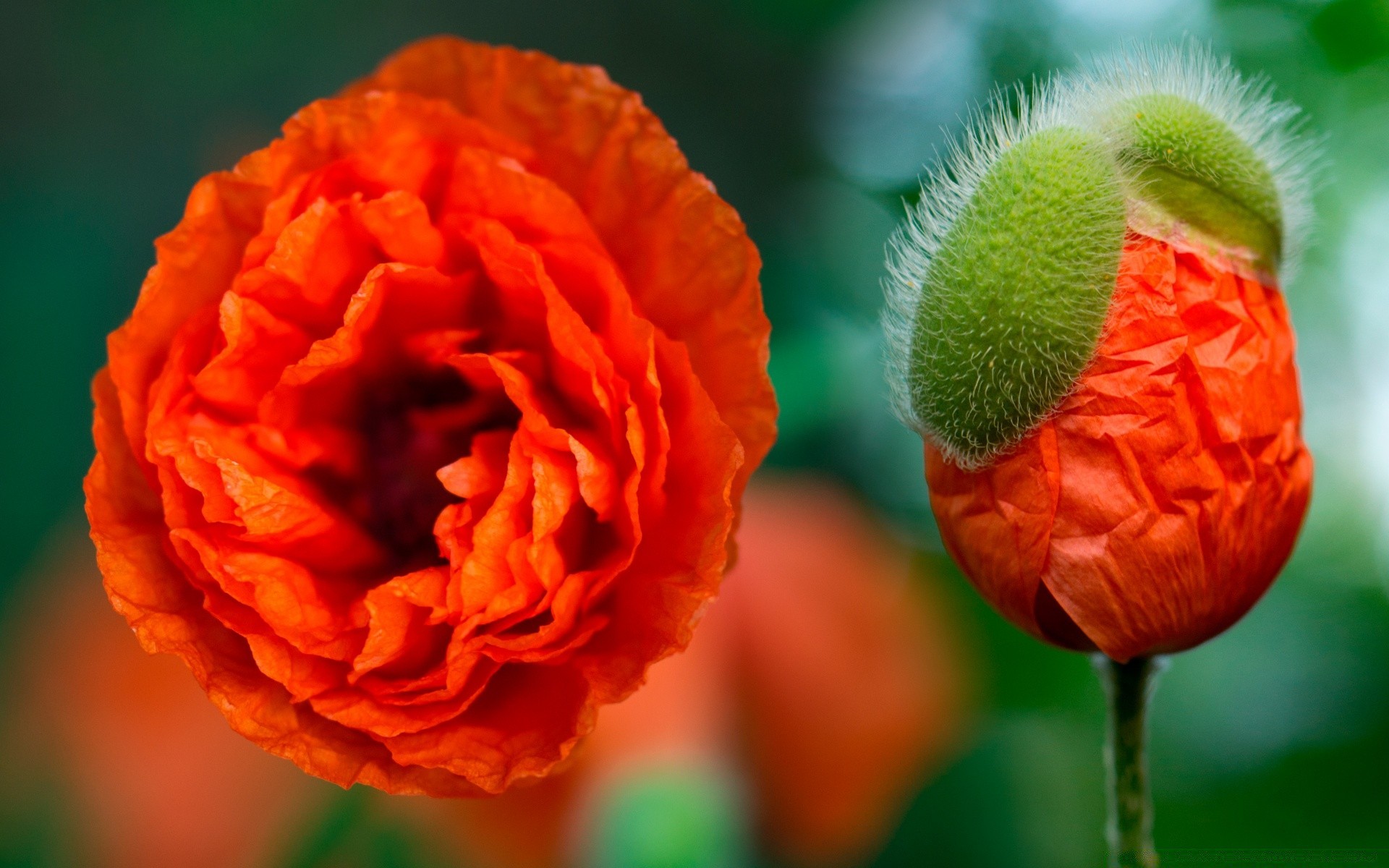 flowers nature flower leaf summer flora garden color bright outdoors close-up petal floral growth blooming