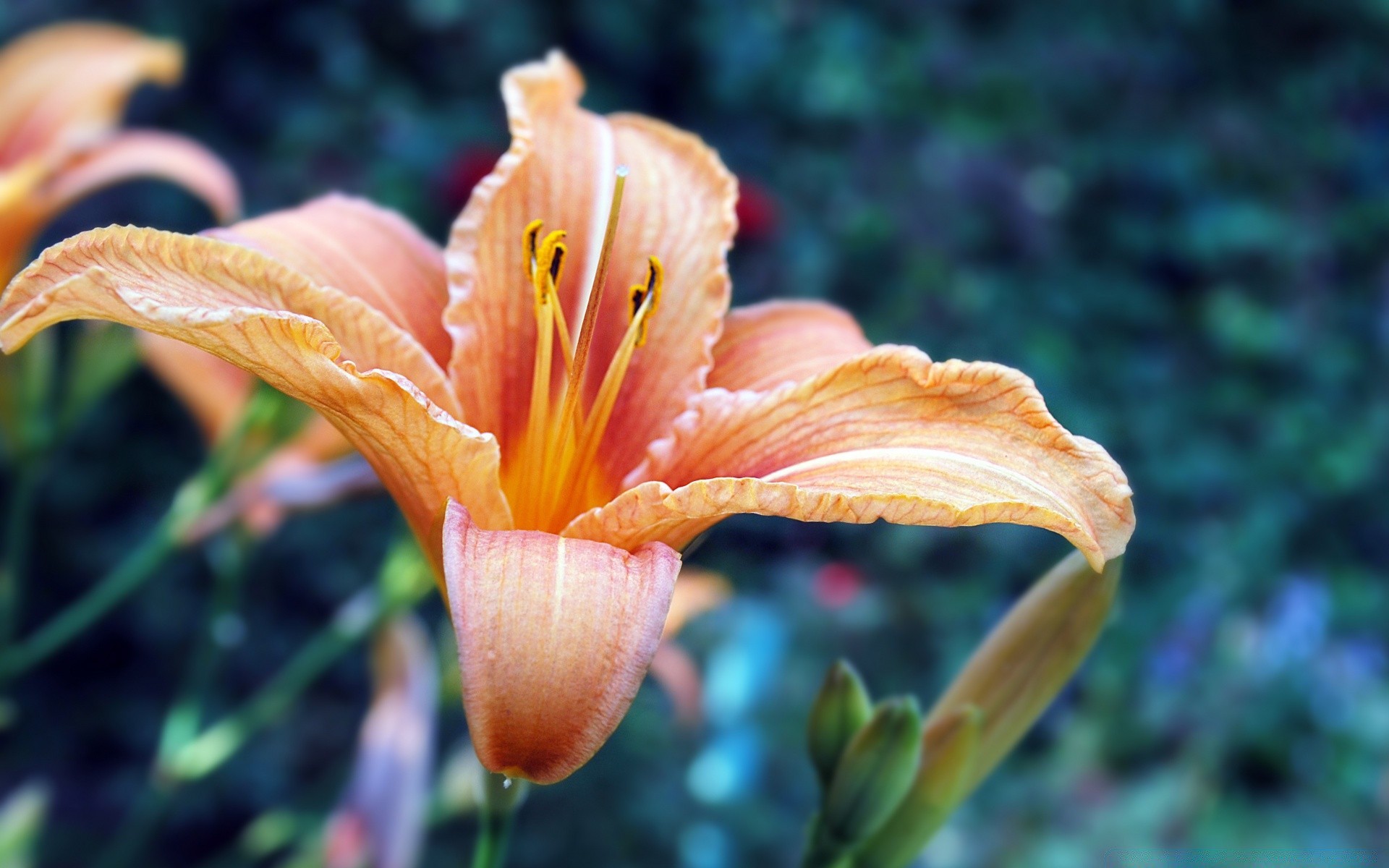 çiçekler doğa çiçek flora yaprak bahçe yaz açık havada renk lily parlak güzel petal büyüme çiçek yakın çekim narin