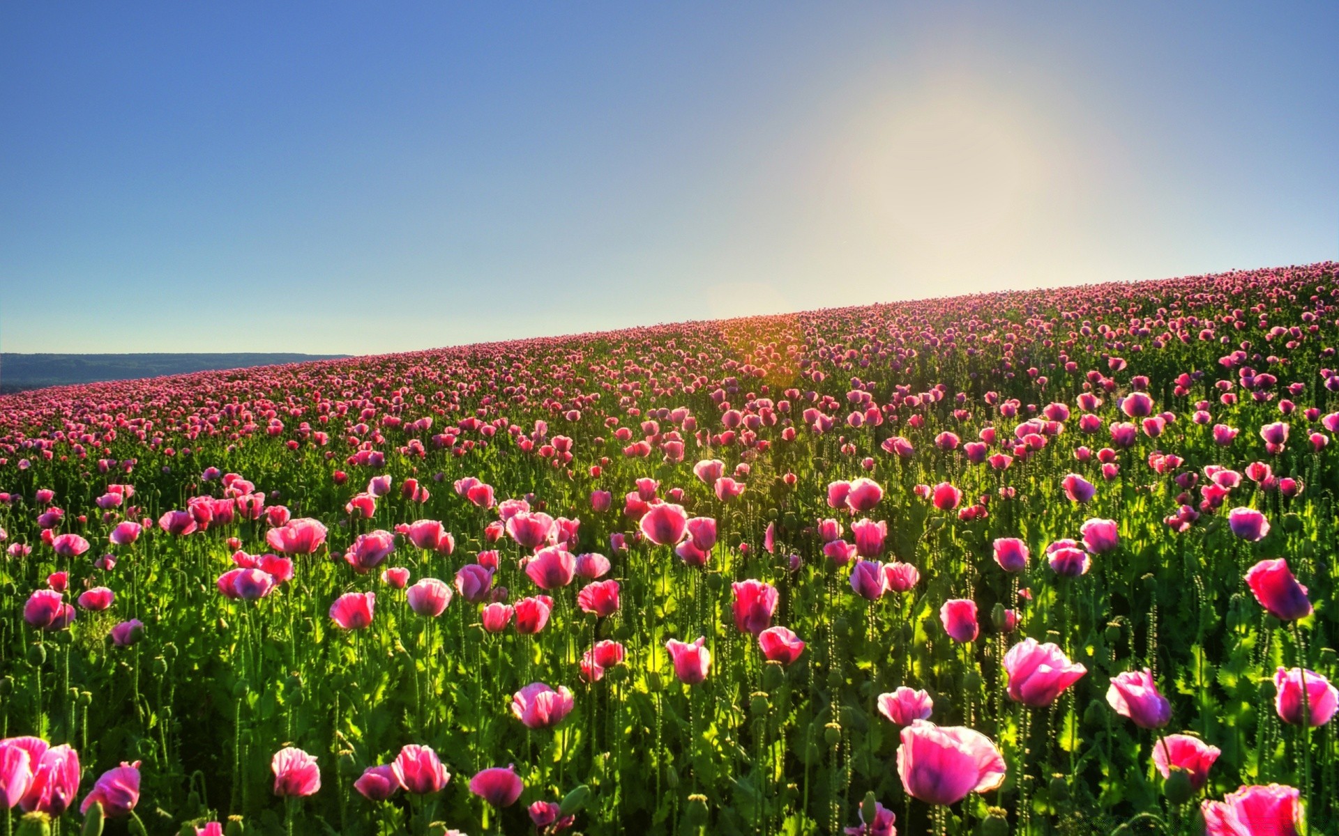 fleurs fleur nature champ été flore lumineux croissance beau temps rural à l extérieur soleil foin feuille herbe paysage agriculture