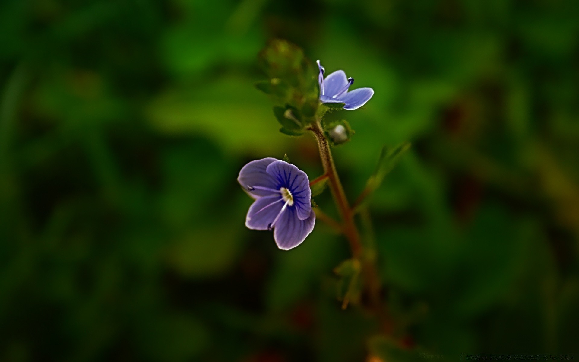 flores natureza folha flor flora verão ao ar livre borrão crescimento jardim