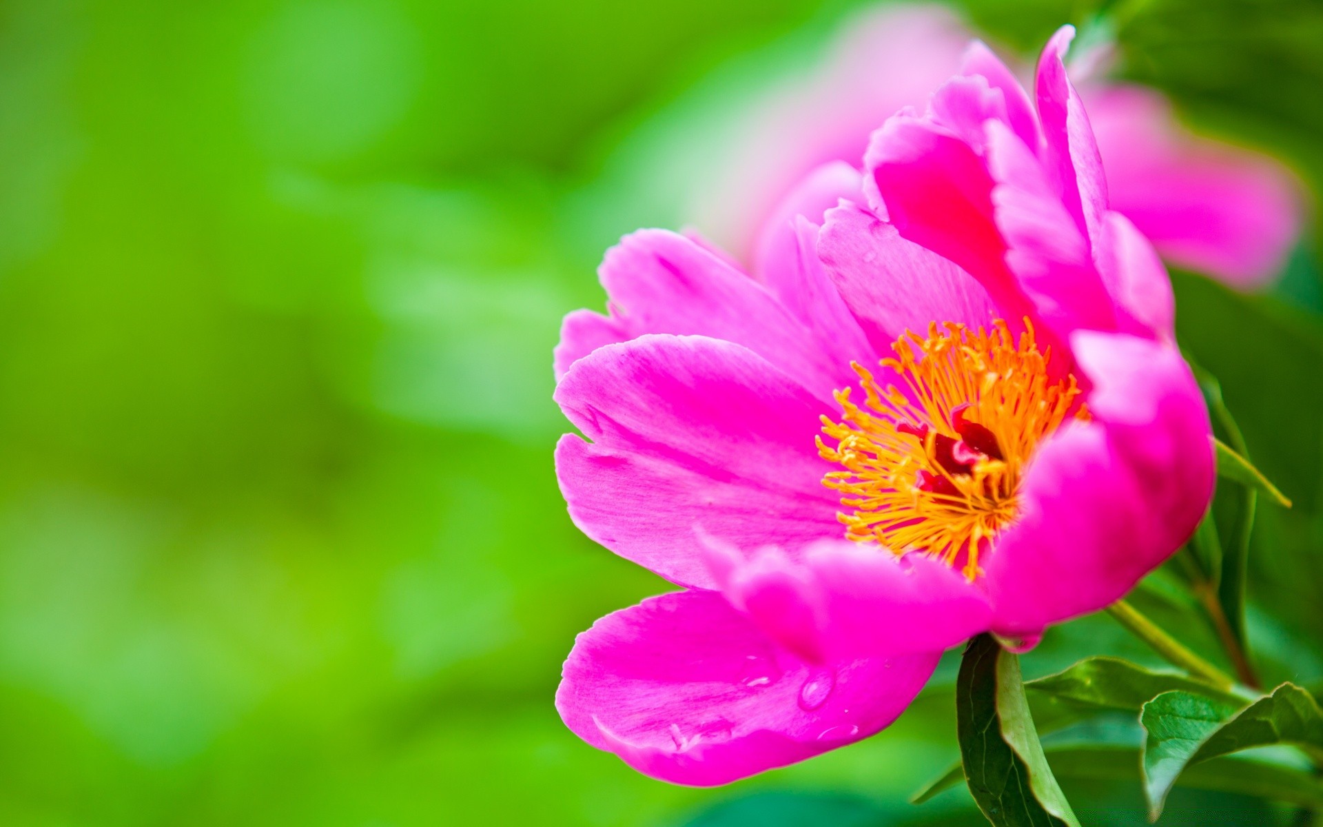 flowers nature leaf flora summer flower garden bright petal outdoors tropical growth blooming close-up beautiful