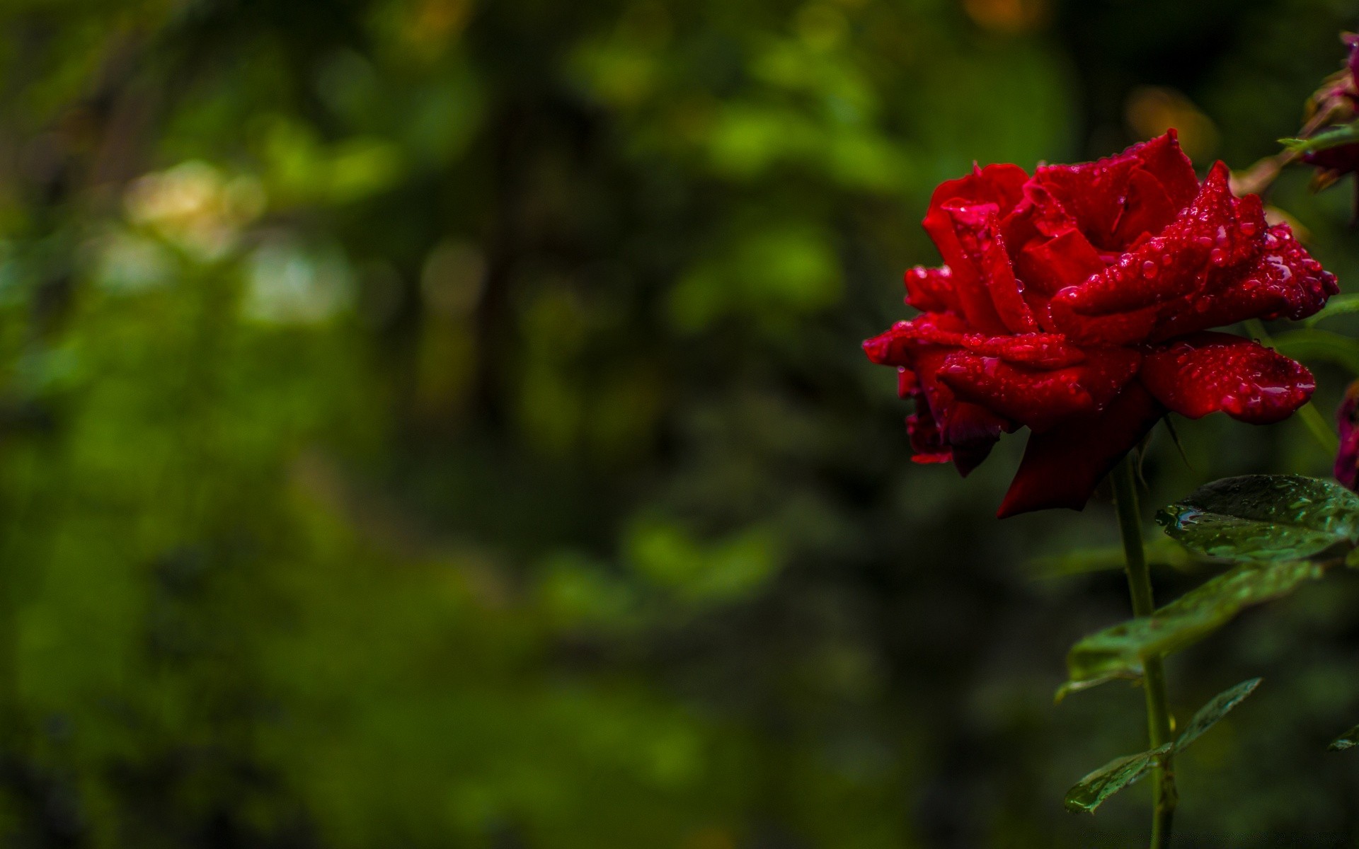 flowers flower nature leaf flora garden tree outdoors color rose summer rain