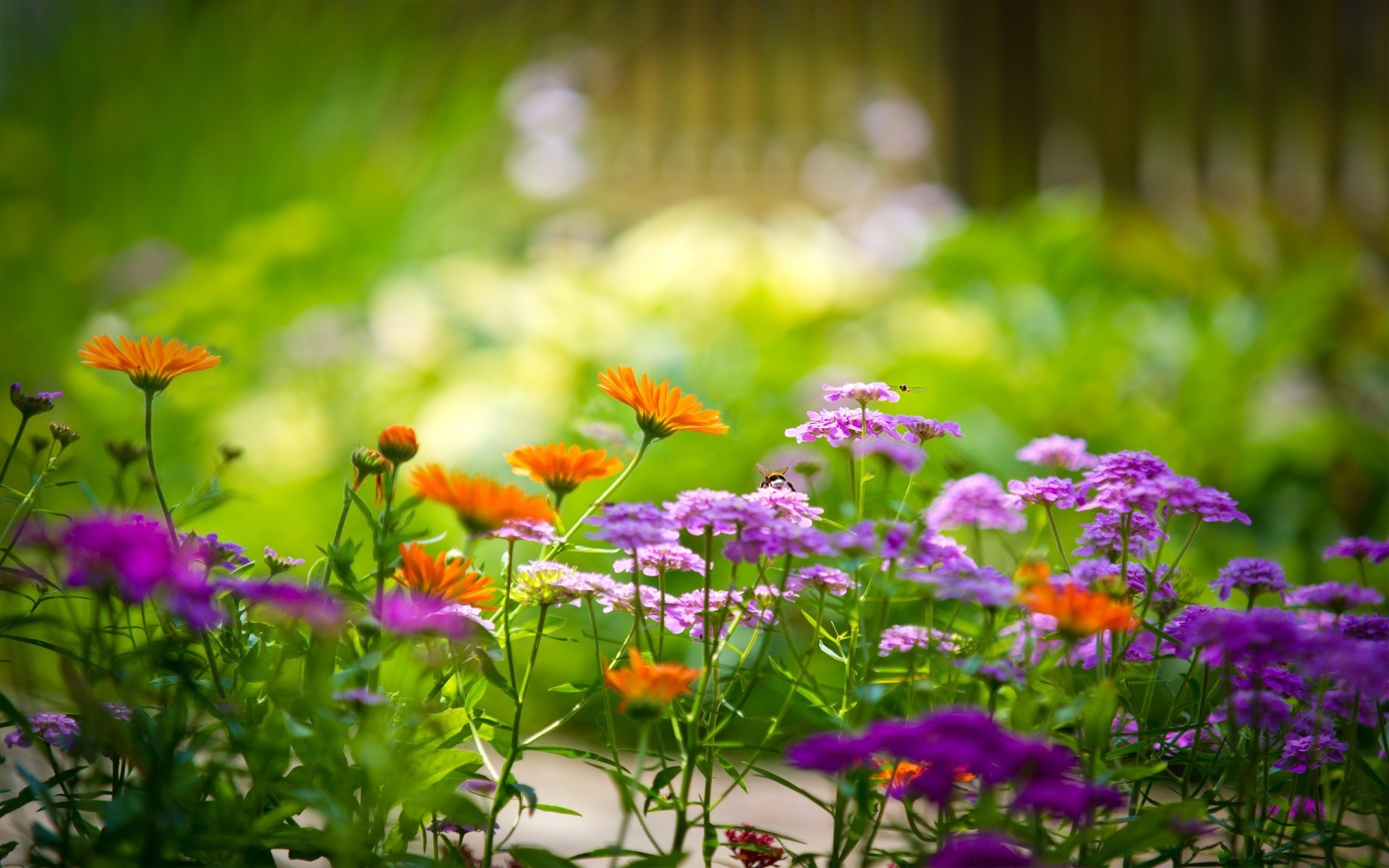 flowers garden flower nature flora summer leaf field floral grass hayfield season color growth bright blooming petal beautiful lawn park