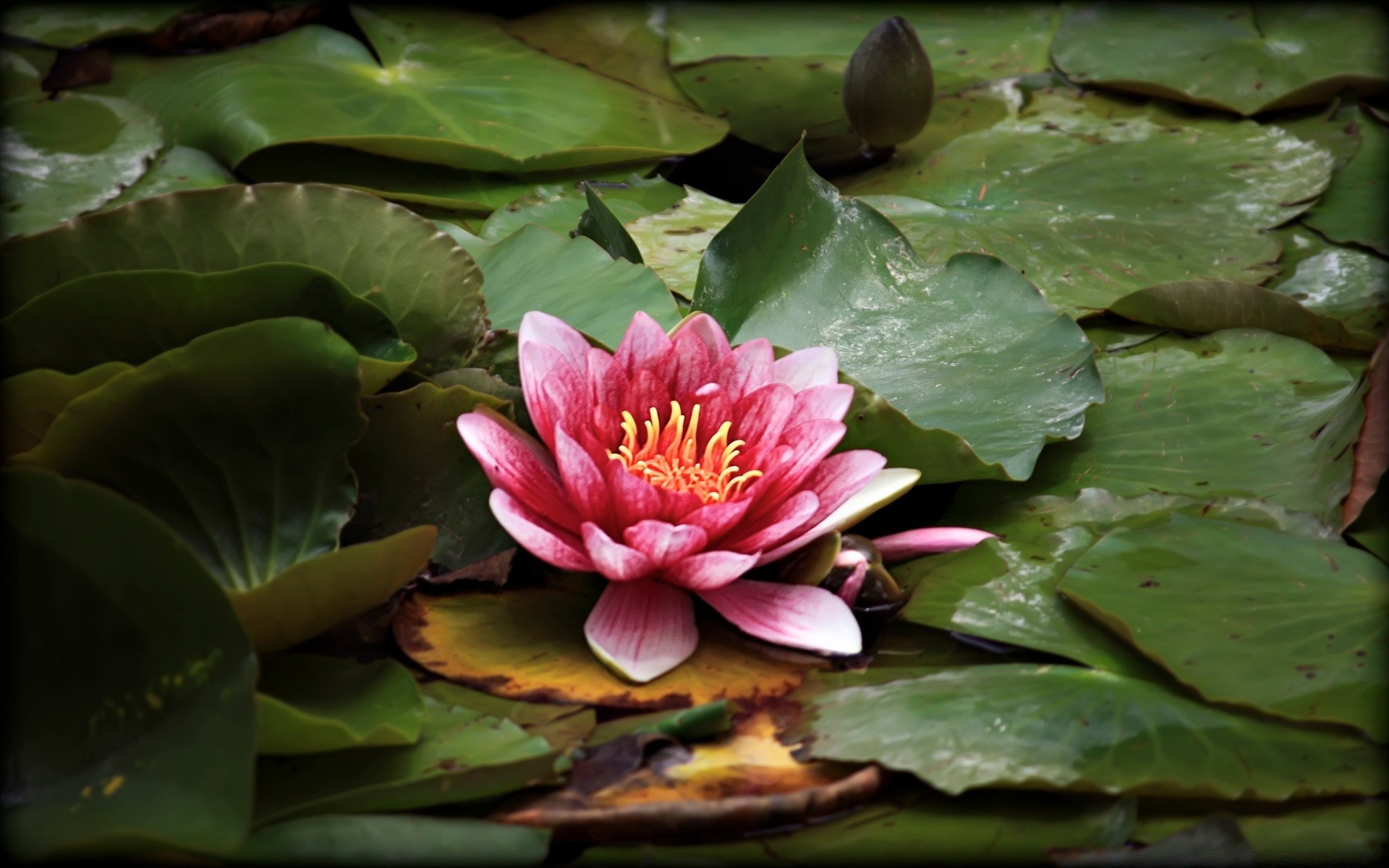 kwiaty basen lotos kwiat liść natura lily flora ogród lato bluming tropikalny zen piękny płatek wodny kwiatowy lilia wodna park egzotyczny