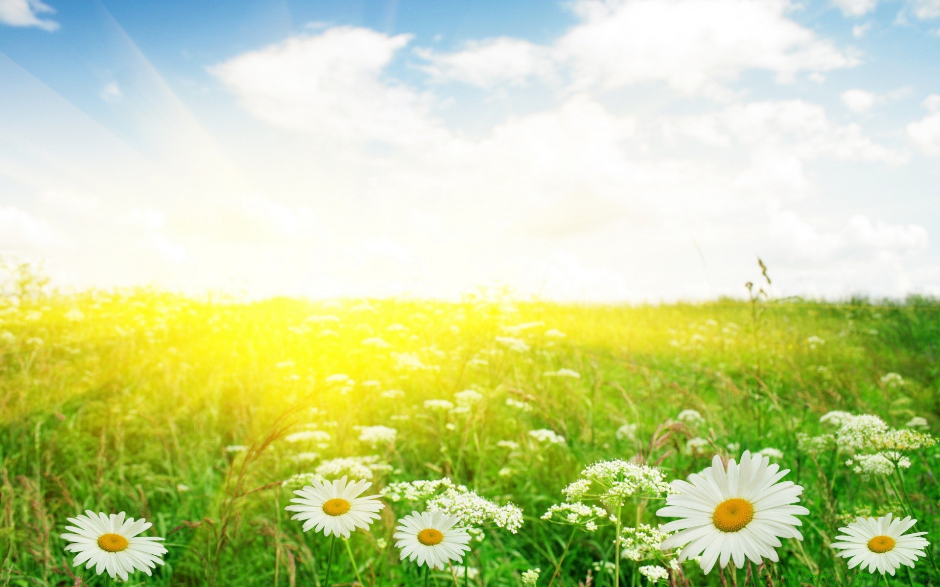 blumen natur feld sommer heuhaufen gras des ländlichen kamille sonne blume wachstum flora hell gutes wetter saison landschaft im freien weide umwelt landschaft