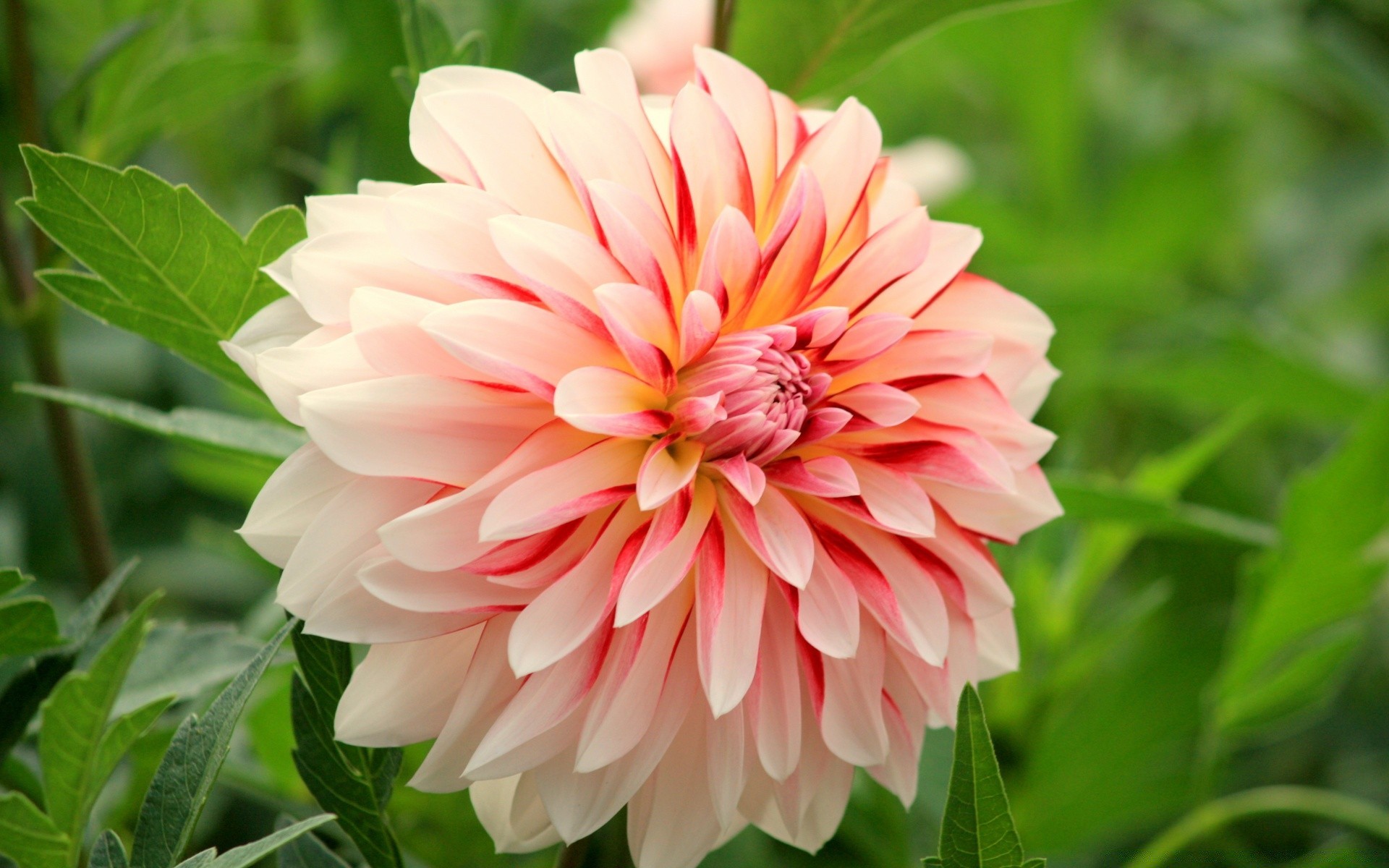 blumen natur flora sommer blume blatt garten blühen blumen blütenblatt hell schön farbe wachstum schließen saison feld