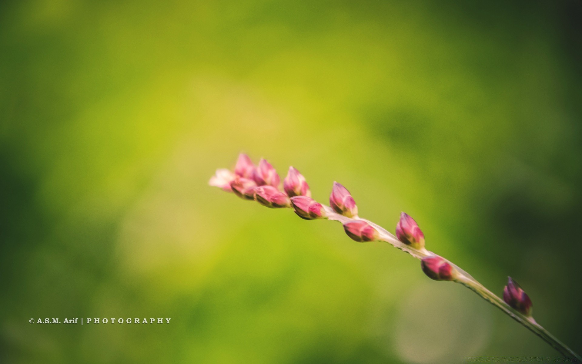 flowers nature leaf flower growth flora summer garden outdoors blur bright grass fair weather delicate