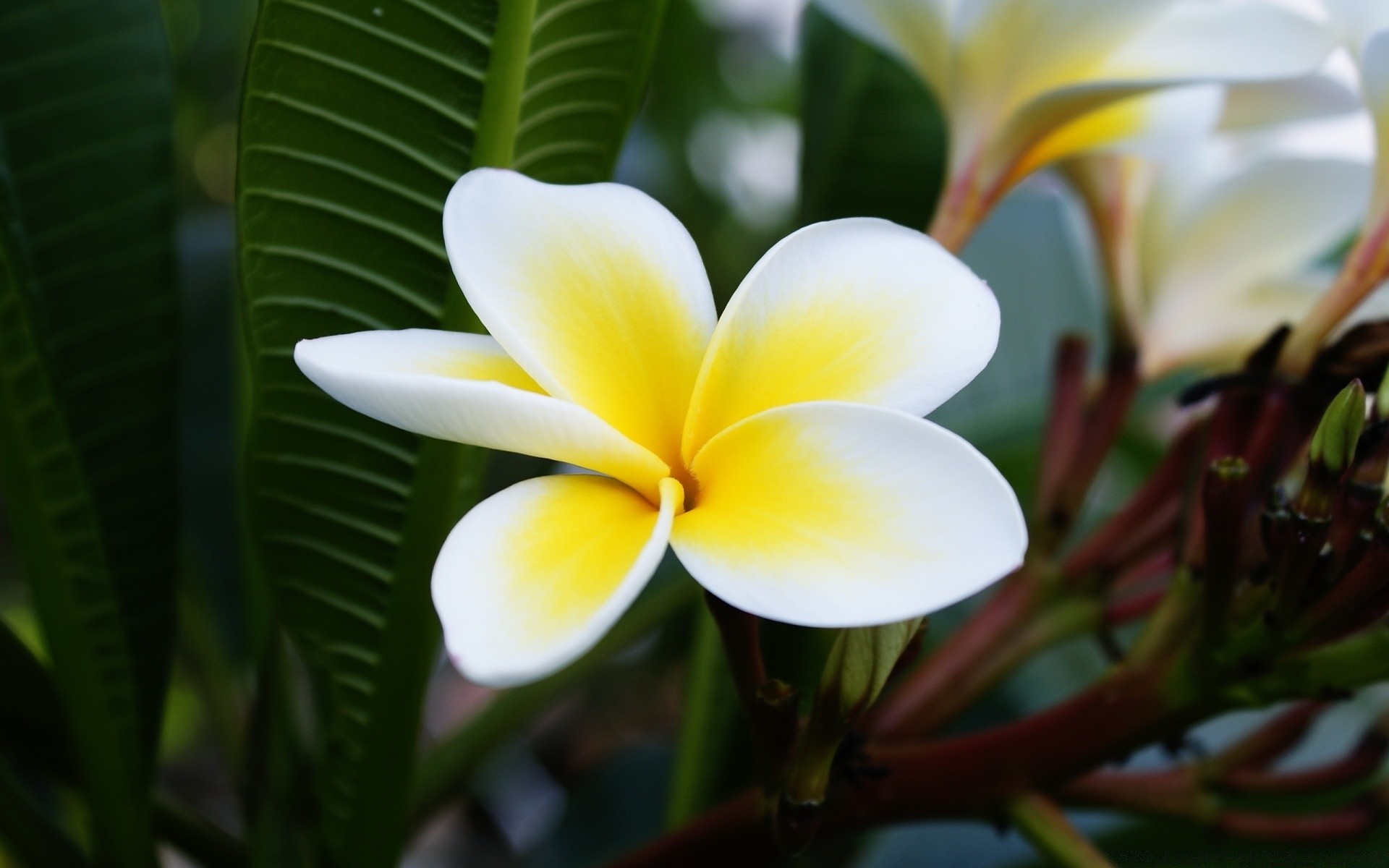 fiori tropicale fiore natura frangipani foglia esotico flora plumeria aloha petalo fiore floreale estate giardino