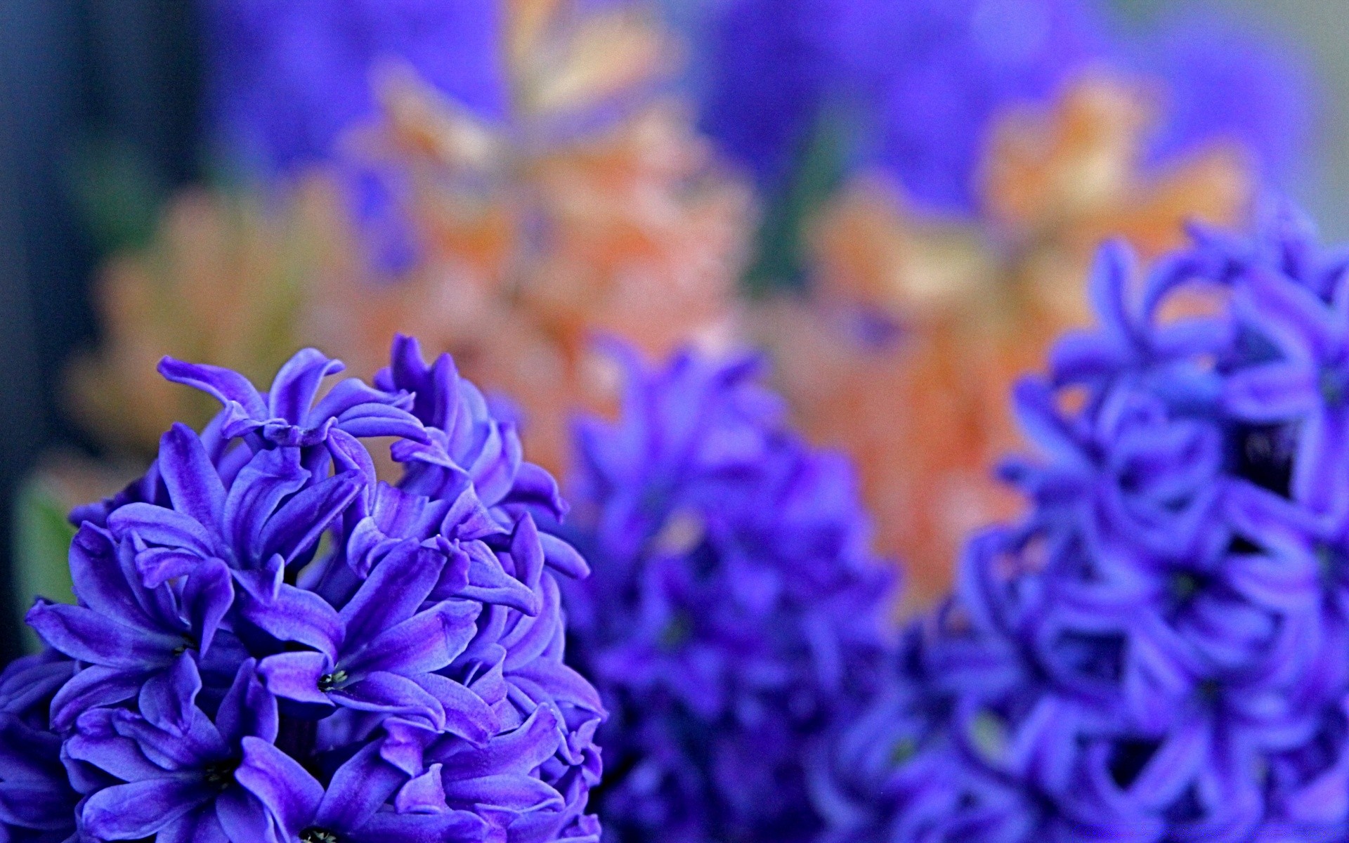 fiori fiore natura floreale flora petalo decorazione del giardino fiore di colore bouquet bella estate foglia luminosa close-up stagione crescita regalo freschezza