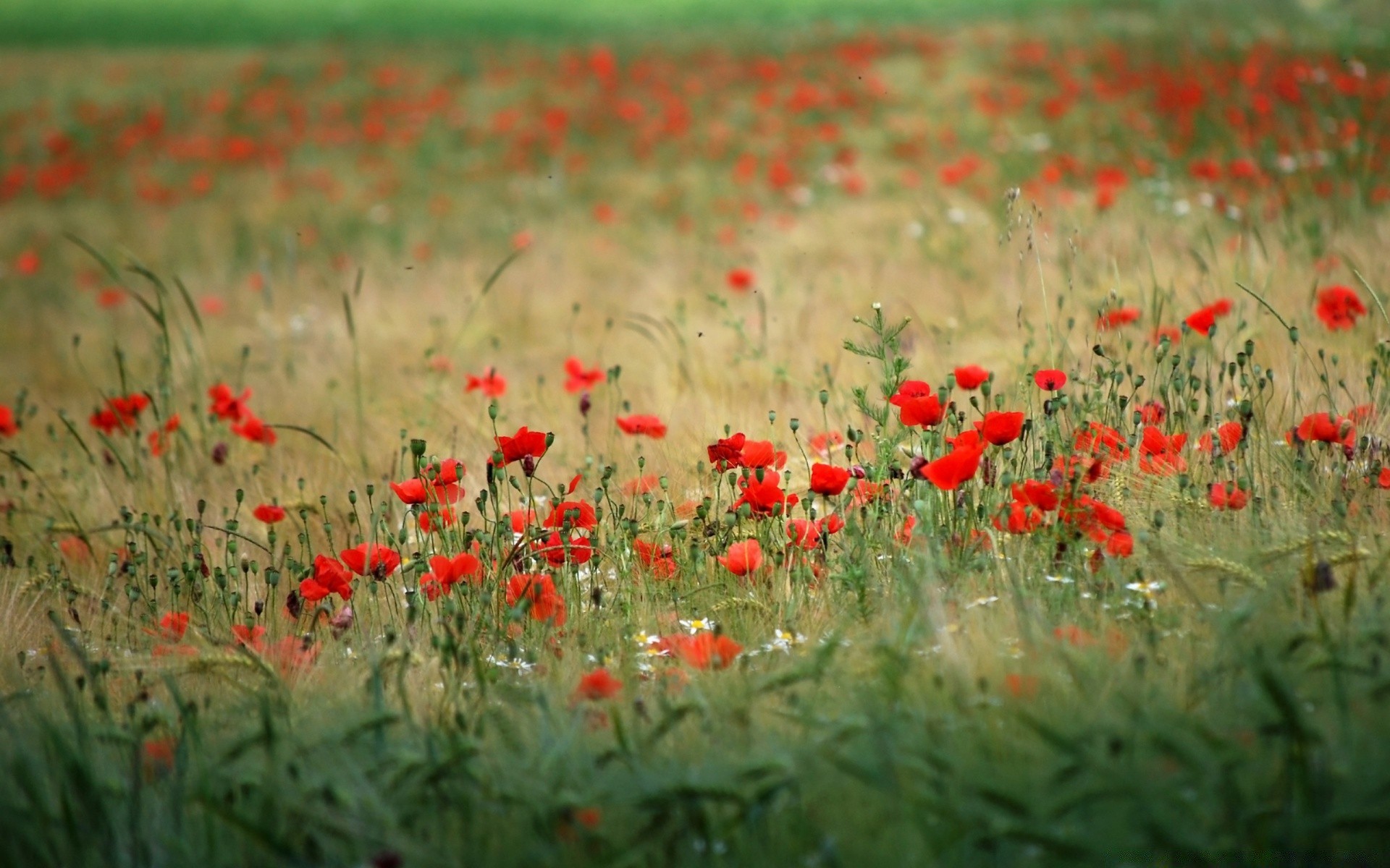 flowers poppy flower field flora nature floral hayfield blooming summer grass garden rural color petal growth season farm agriculture wildflower leaf