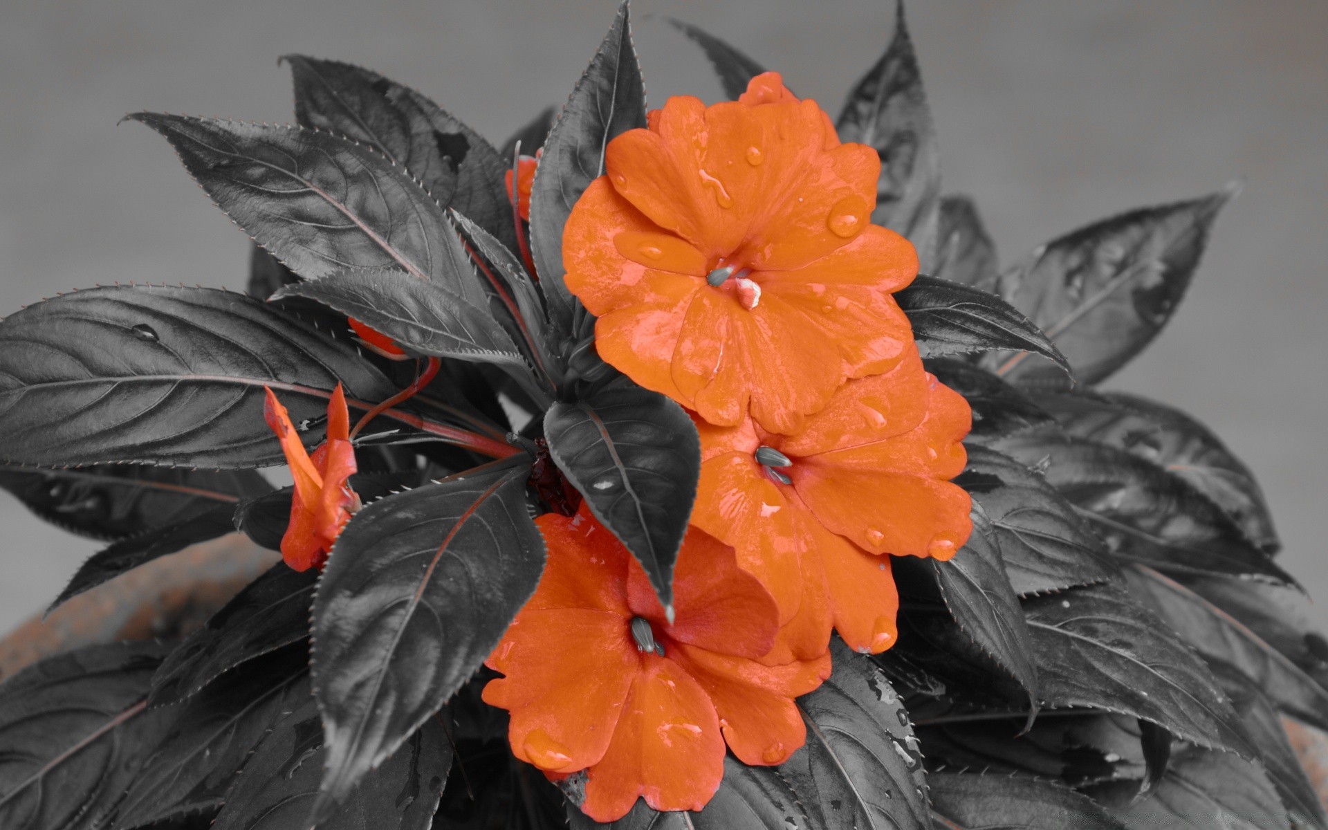 fiori foglia natura fiore singolo colore giardino flora