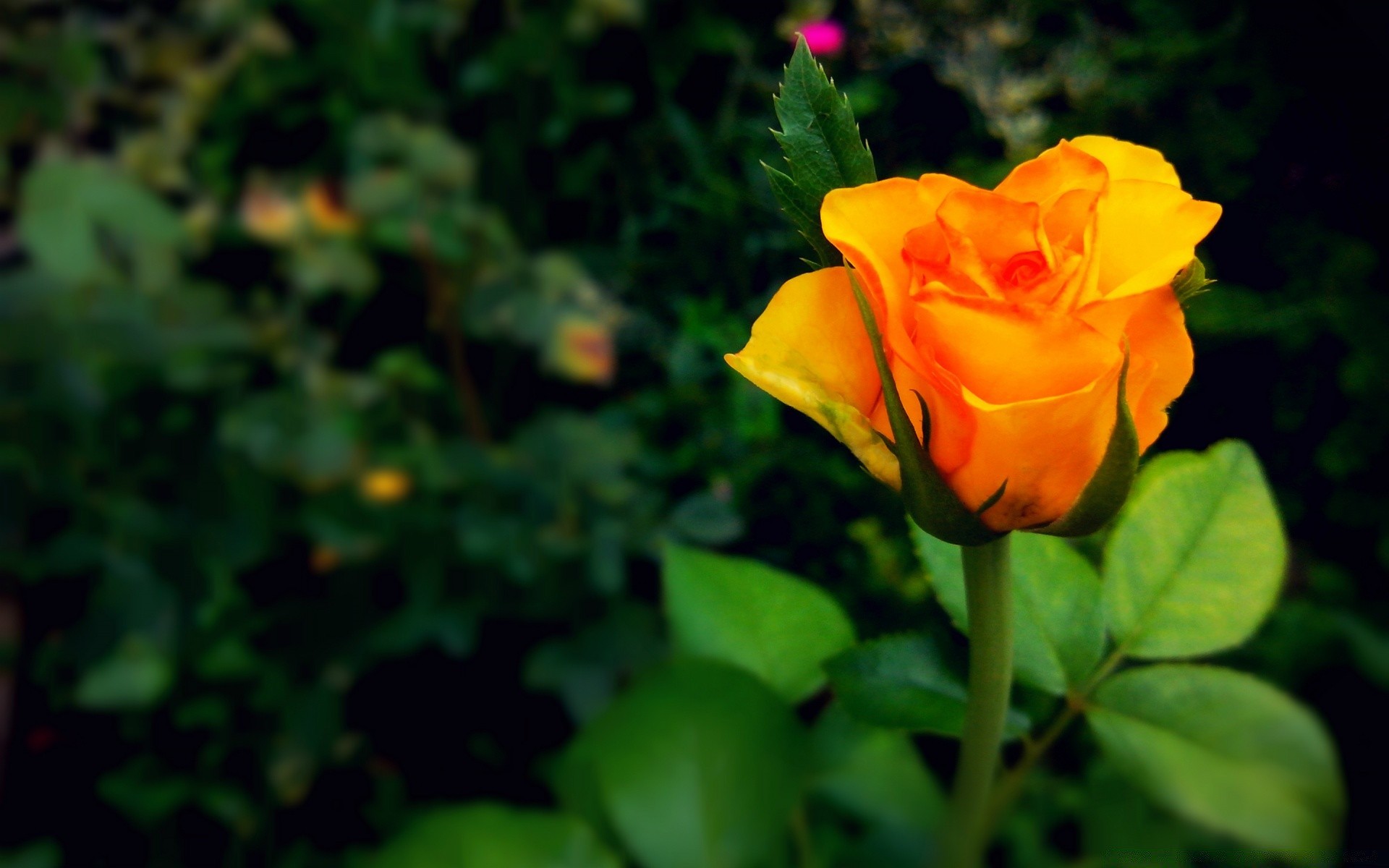 fleurs fleur feuille nature flore jardin été rose à l extérieur lumineux couleur floral pétale bluming croissance romance belle