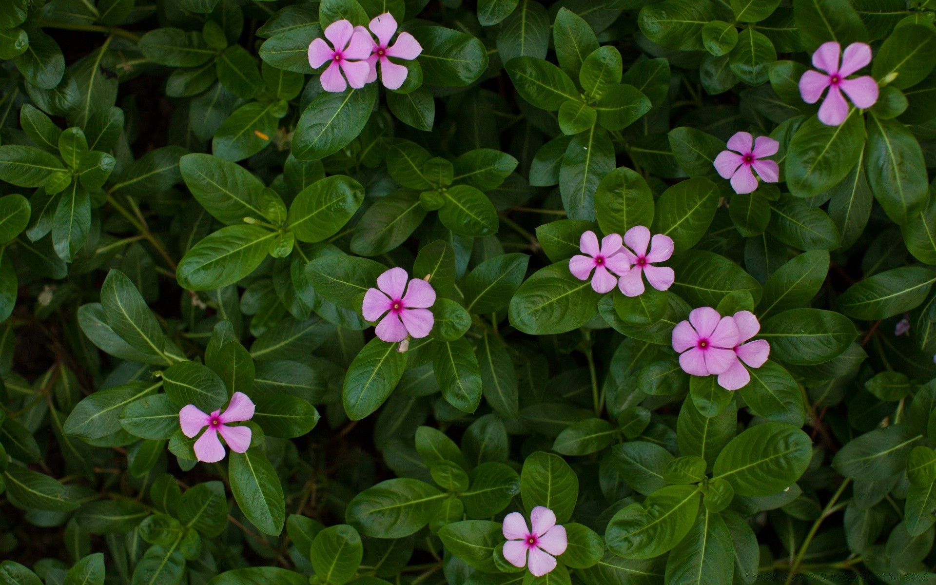 flowers flora flower nature garden close-up leaf beautiful blooming summer color floral growth petal