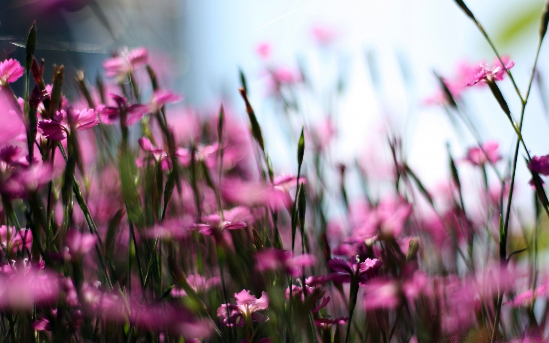 flowers nature flower garden field flora summer grass color floral bright sun blooming tulip fair weather hayfield season leaf easter petal park