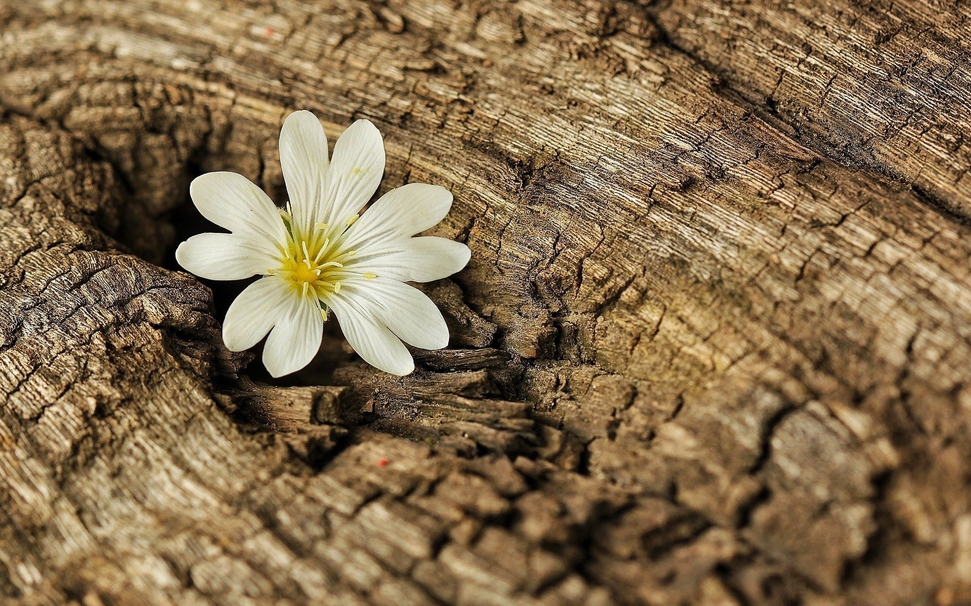 flowers wood nature desktop wooden tree close-up texture log flora old pattern abstract