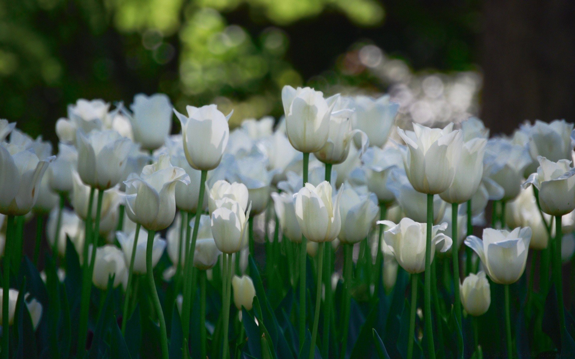 fleurs nature fleur flore été jardin lumineux champ tulipe feuille saison pétale herbe floral croissance parc beau temps bluming couleur foin