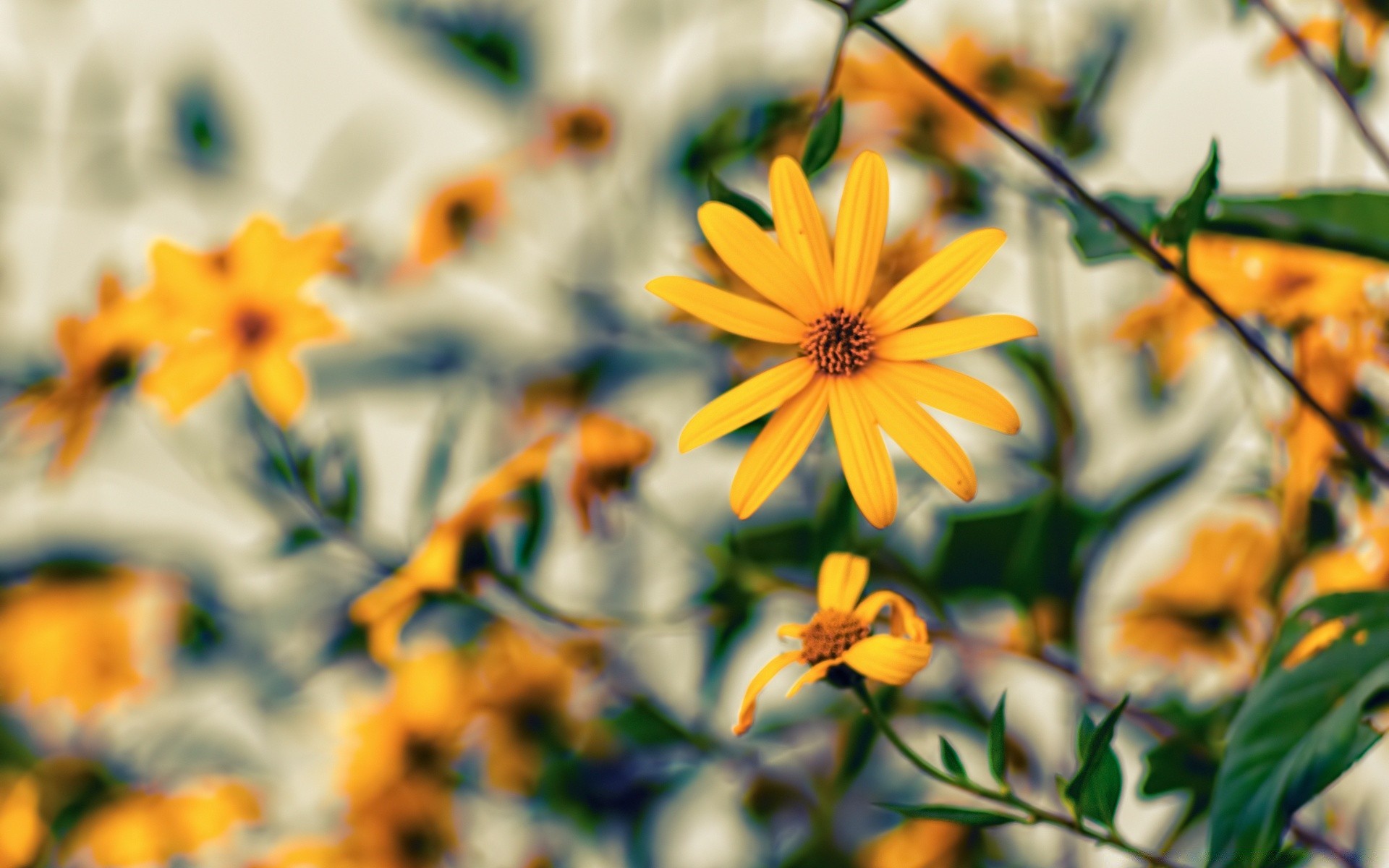 çiçekler doğa çiçek flora yaprak yaz parlak bahçe açık havada renk güzel hava büyüme