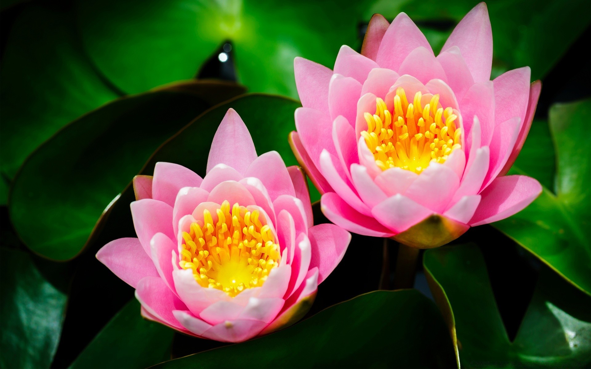 çiçekler lotus yaprak flora doğa çiçek tropikal çiçek açan yaz egzotik taçyaprağı bahçe lily havuz güzel çiçek nilüfer zen su bazlı