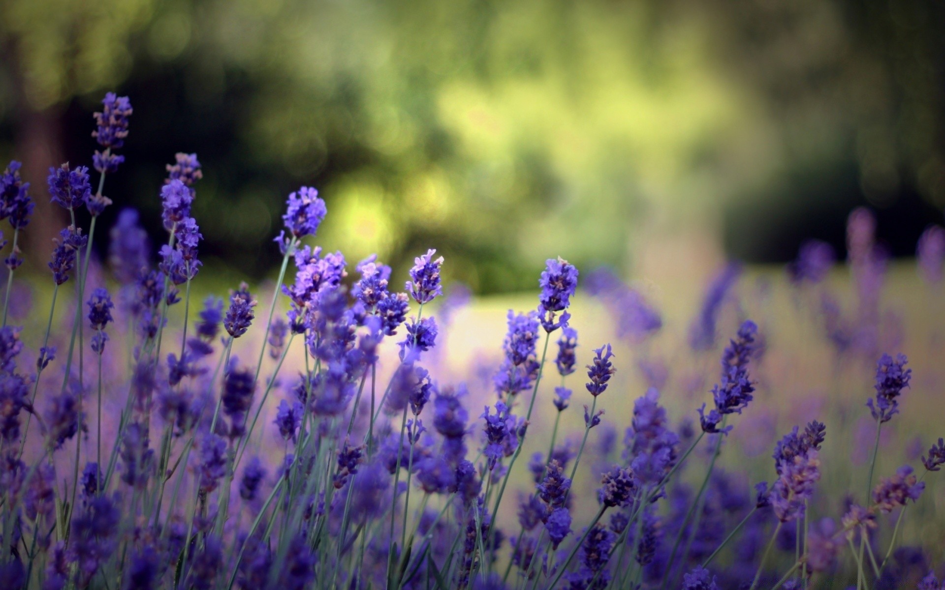 çiçekler çiçek lavanta alan doğa flora parfüm violet bahçe açık havada yaz kırsal çiçek açan çiçek kırsal renk bitkisel saman aromatik