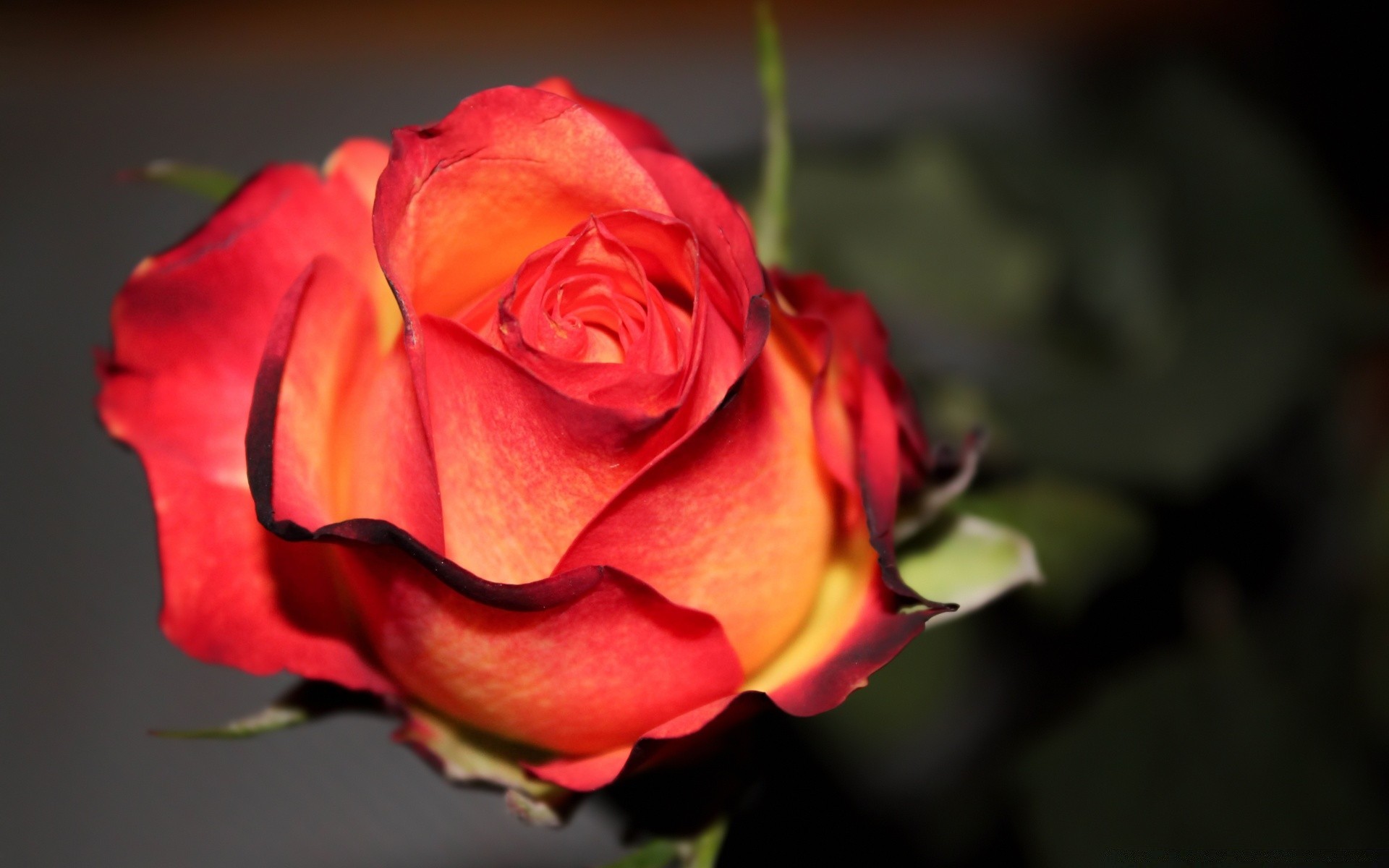 çiçekler gül çiçek aşk romantizm taçyaprağı doğa yaprak romantik düğün flora çiçek çiçeklenme hediye dostum