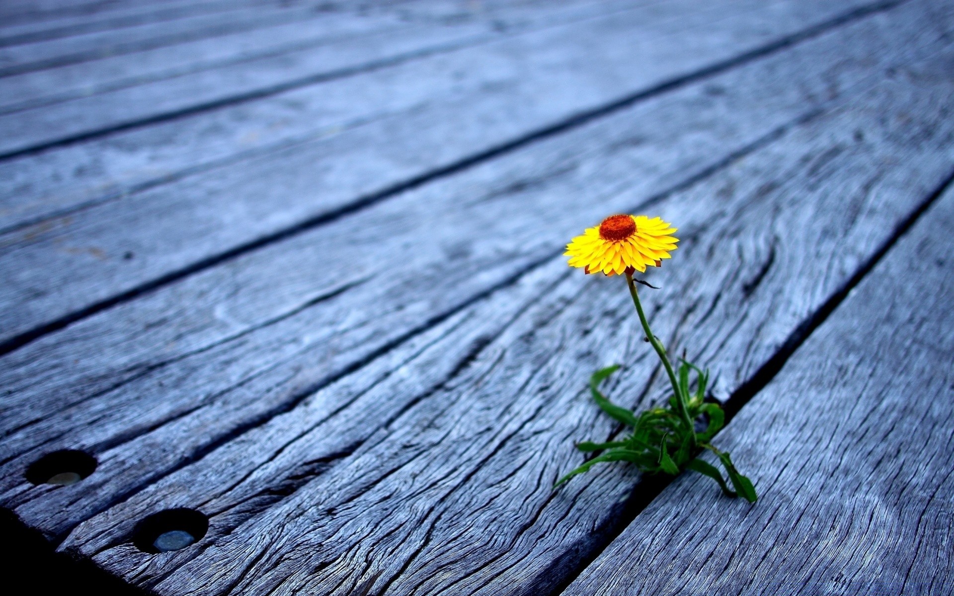 flowers wood nature wooden summer flora flower desktop color close-up leaf