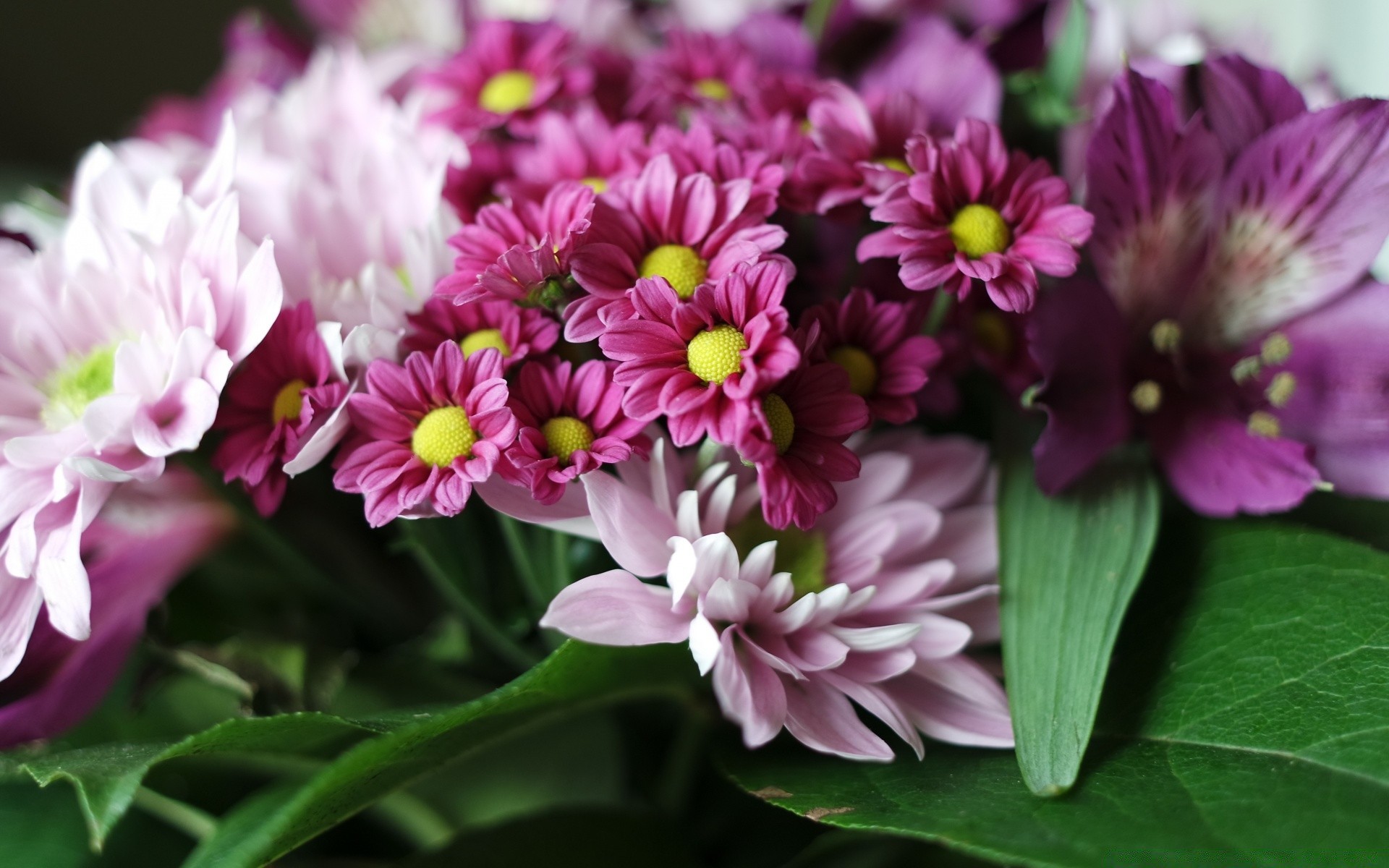 flowers flower nature flora floral petal bouquet blooming garden summer leaf color bright close-up beautiful season easter gift romantic head